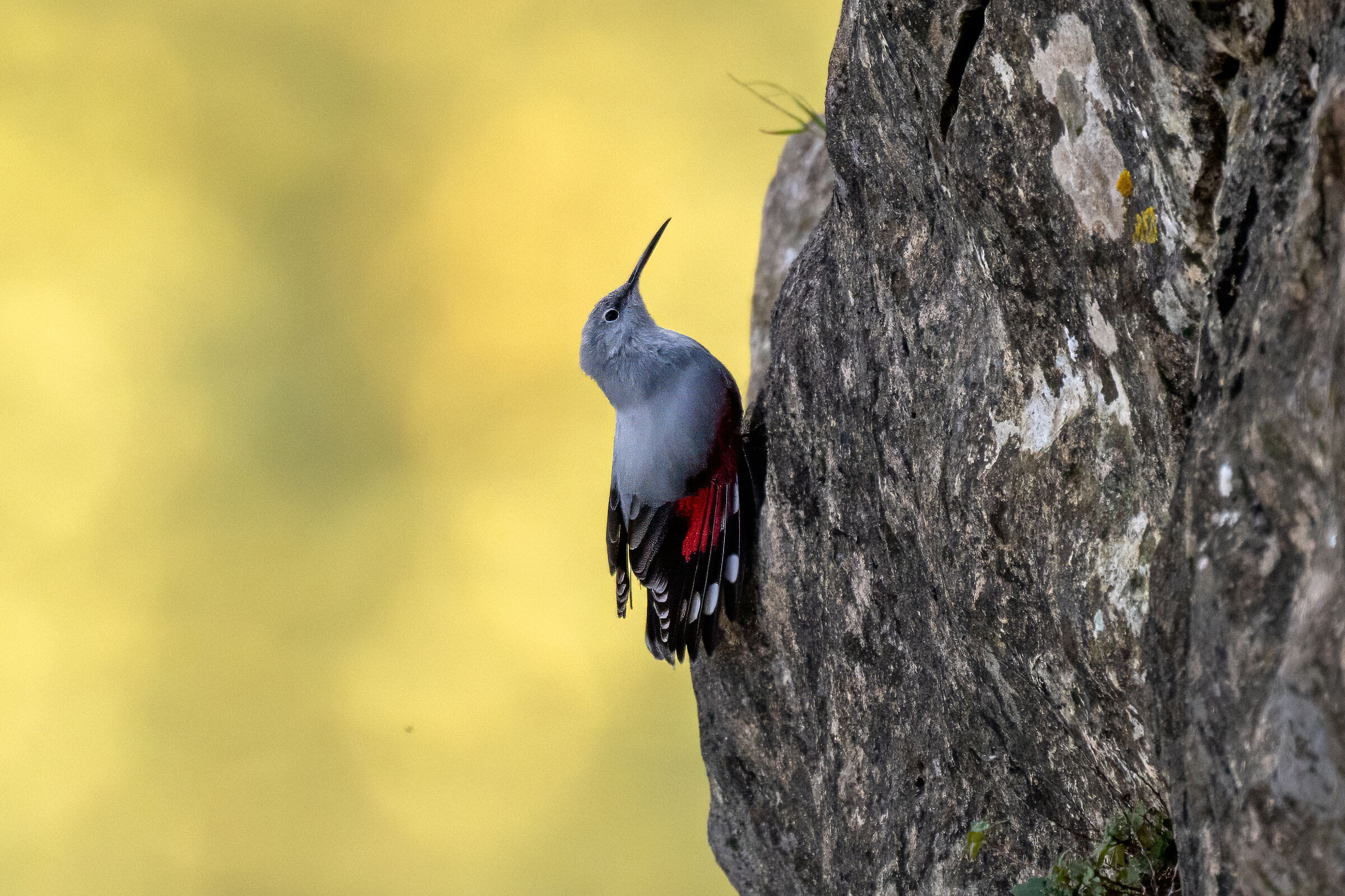 Wallcreeper and the lake