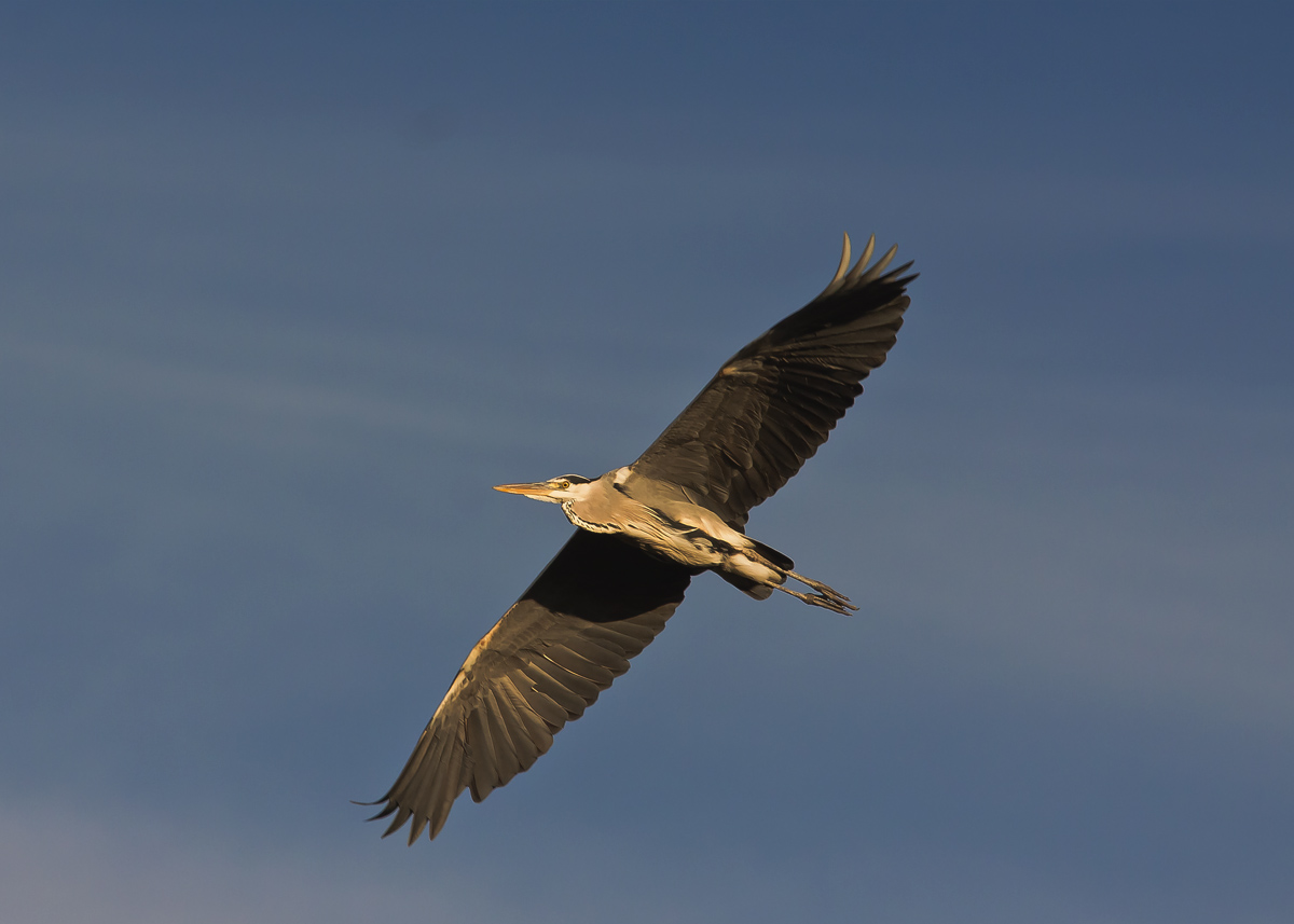 Heron in flight