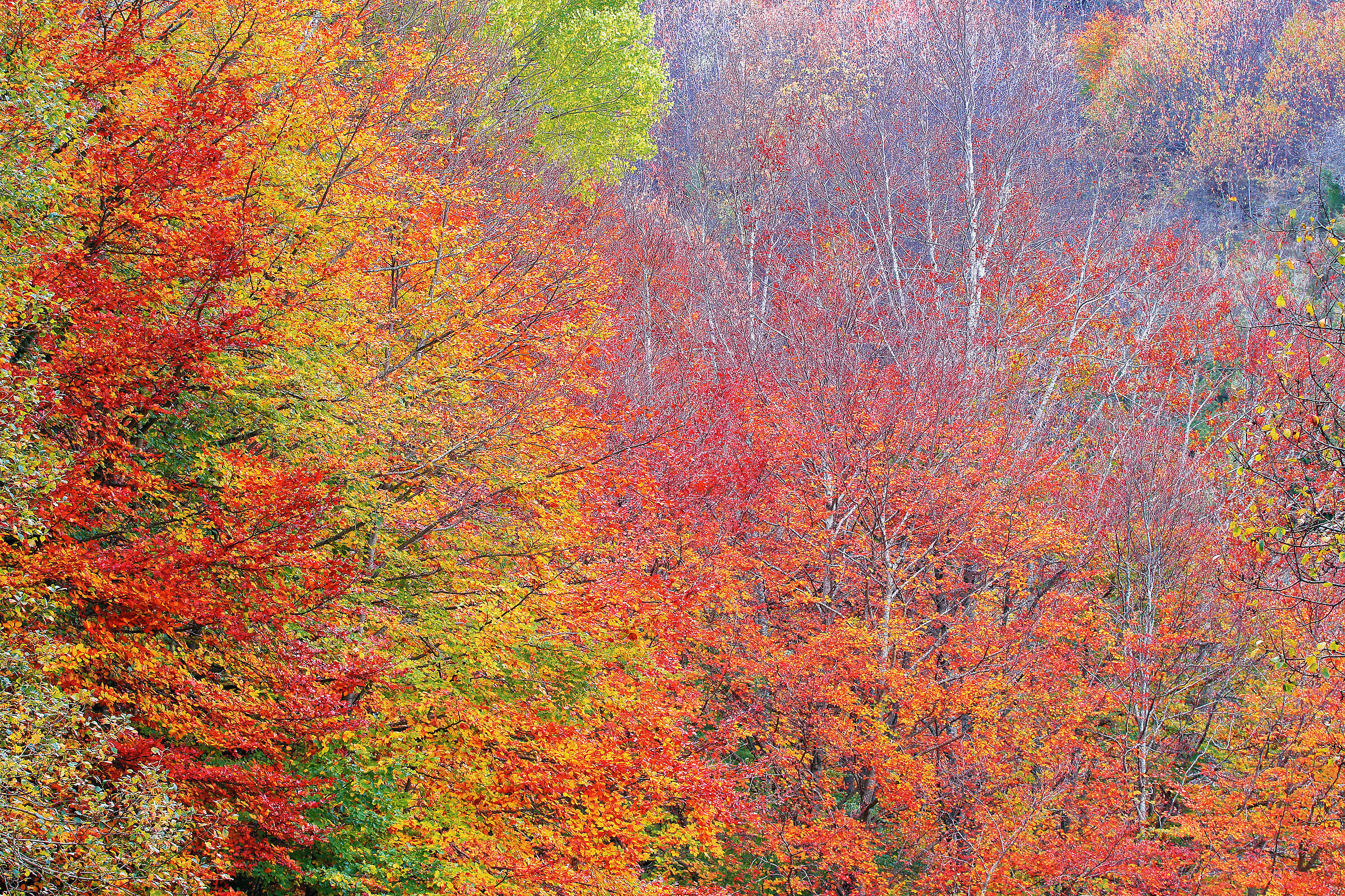 Foliage October 2024