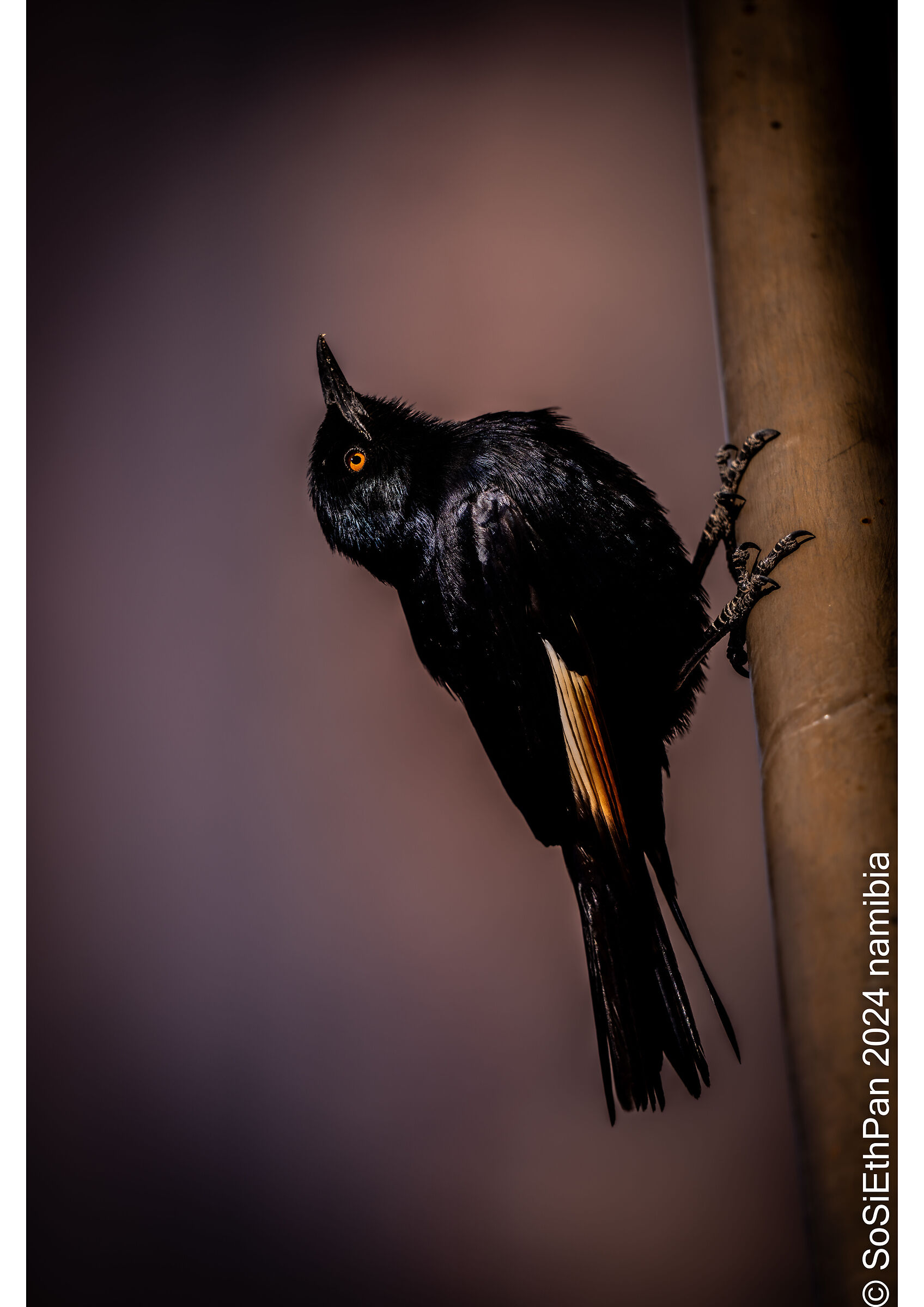 Fork tailed drongo
