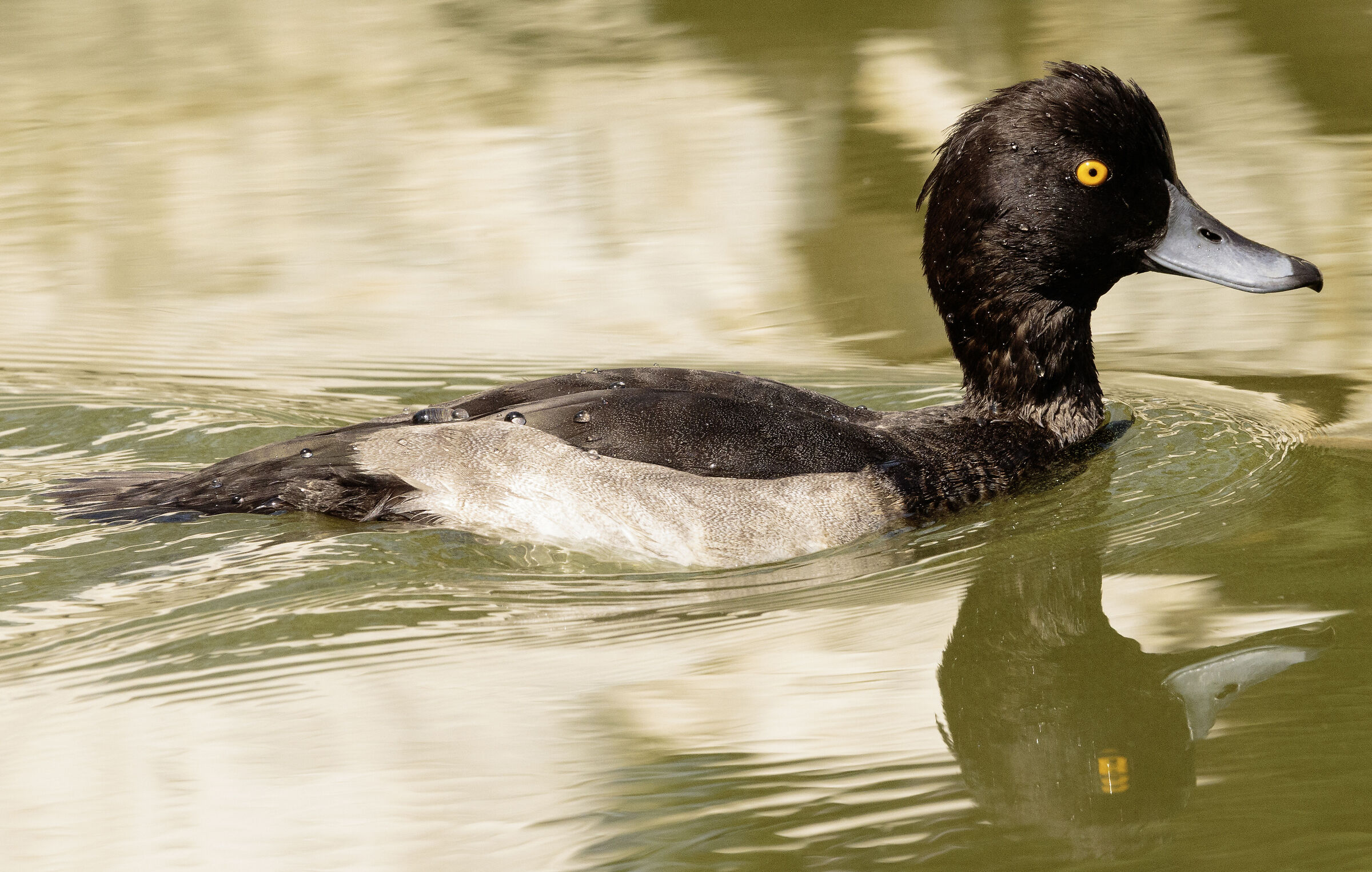 Moretta maschio Lago di Sartirana LC 20/08/2024