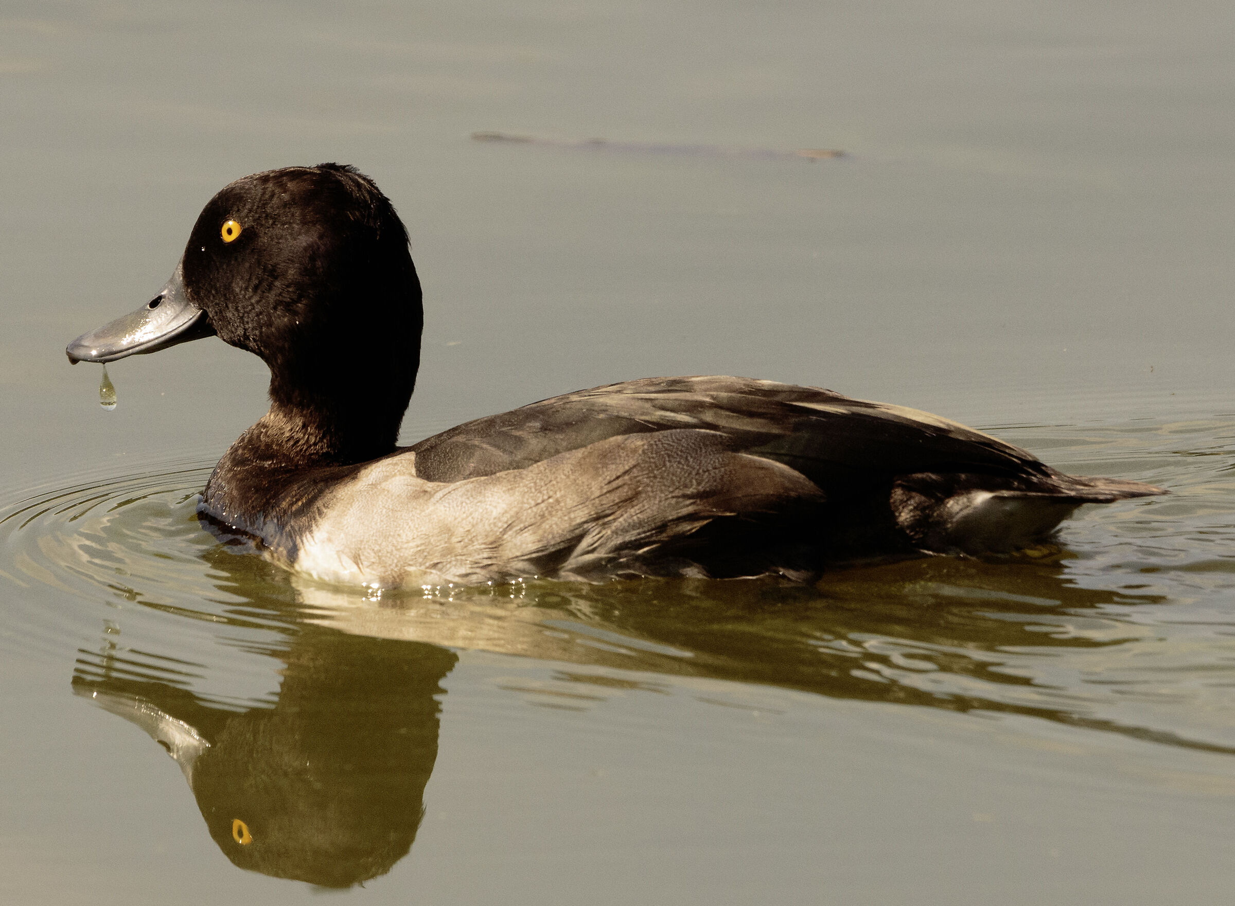 Moretta maschio Lago di Sartirana LC 20/08/2024