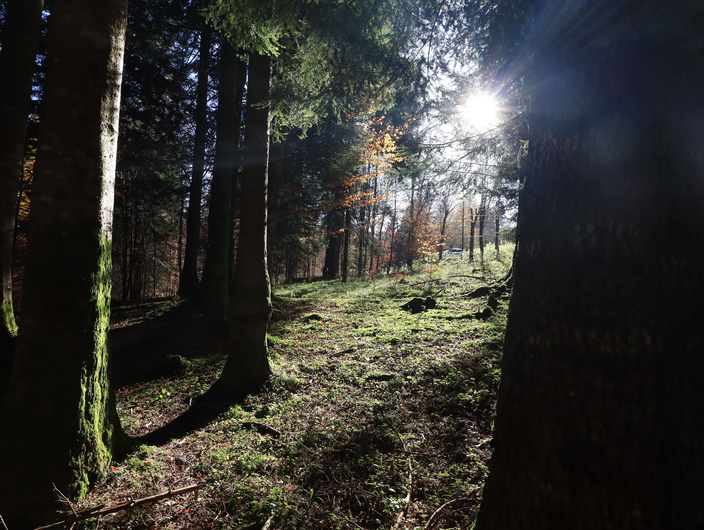 Controluce in Cansiglio