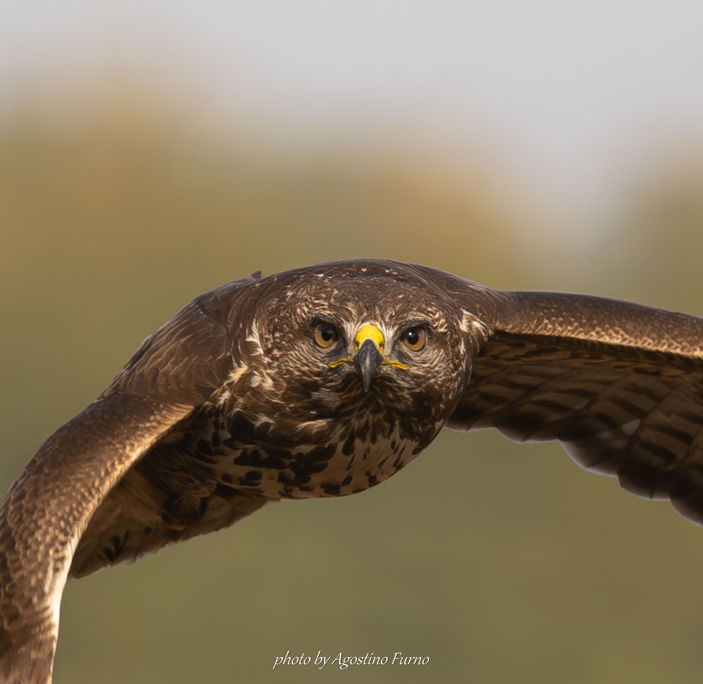 Buzzard