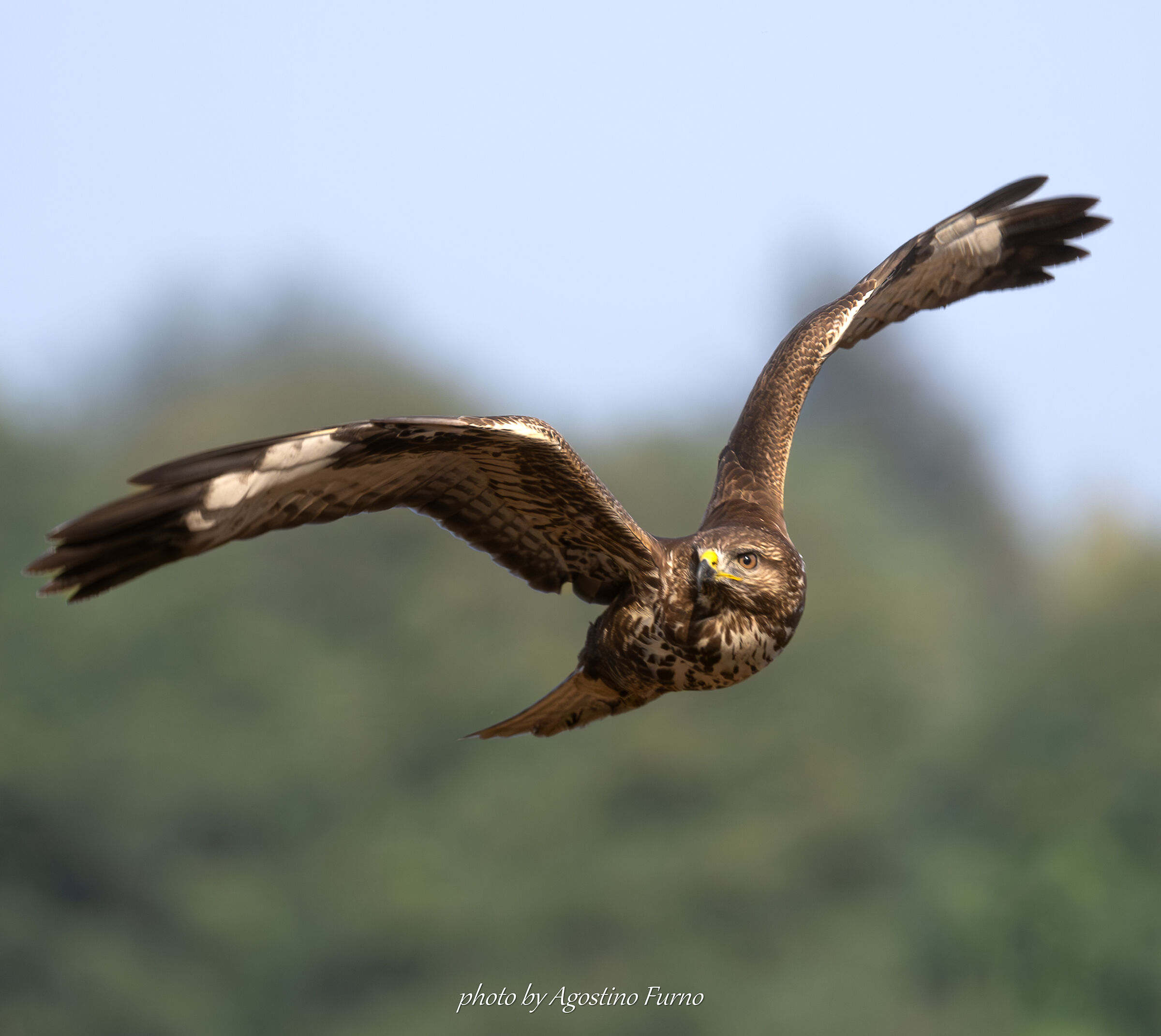 Buzzard