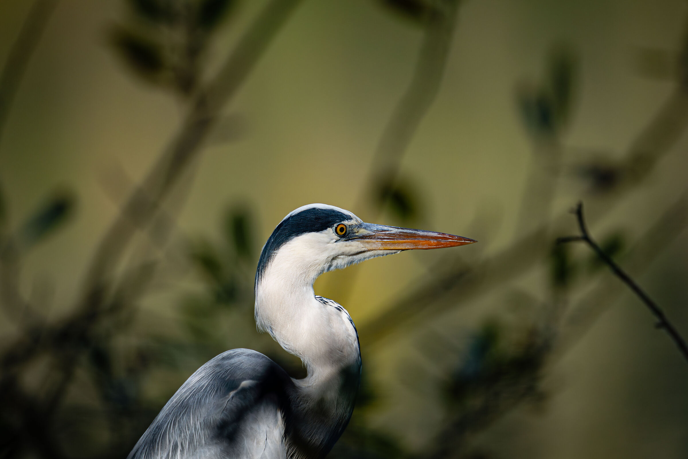 Heron close-up