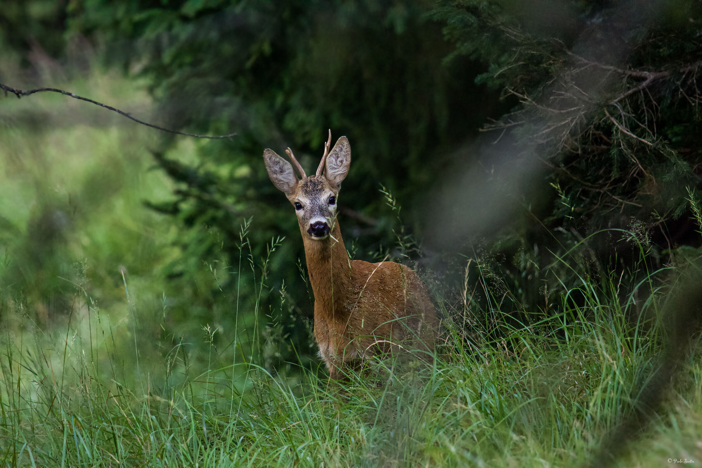 Roe deer in summer