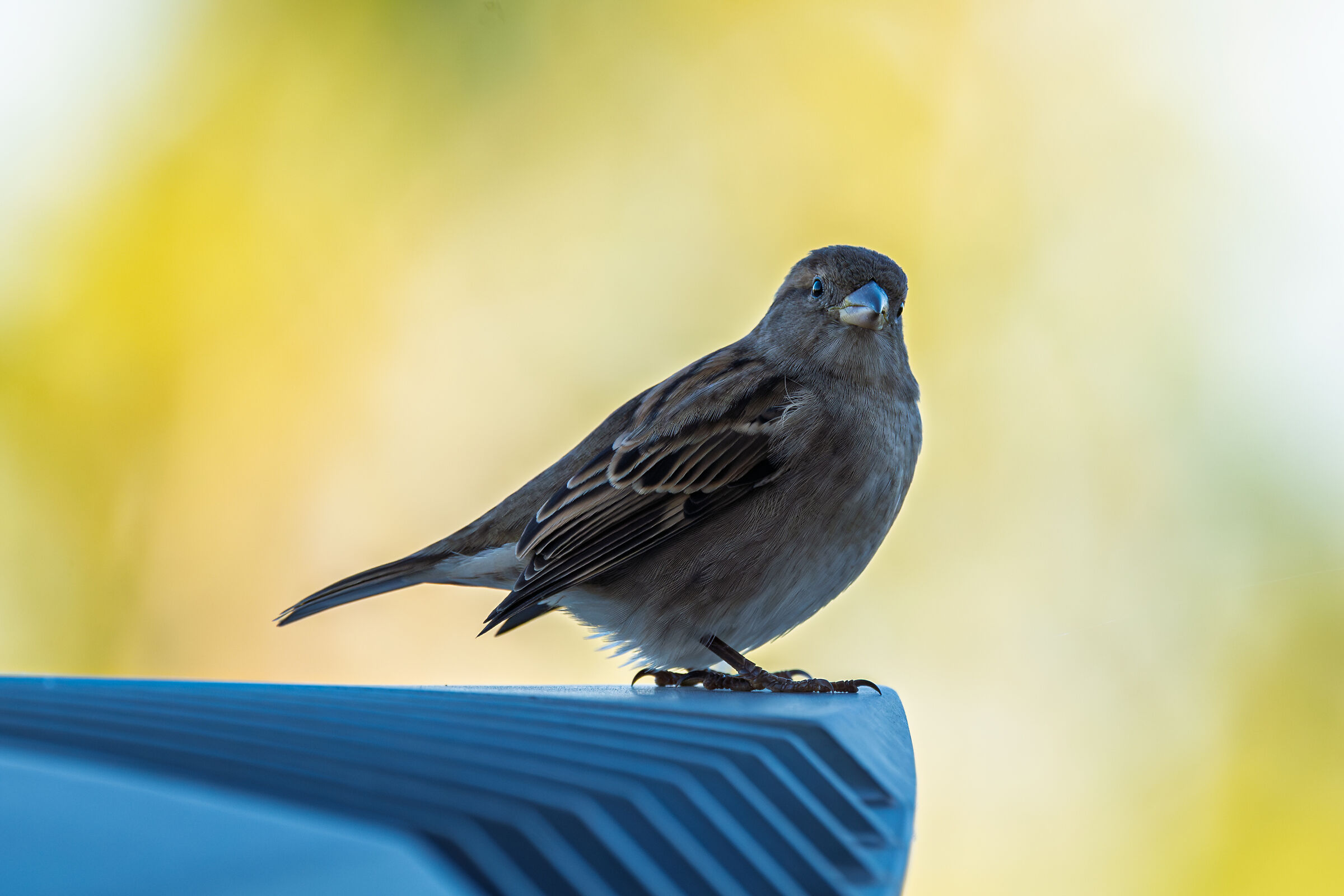 Sparrow