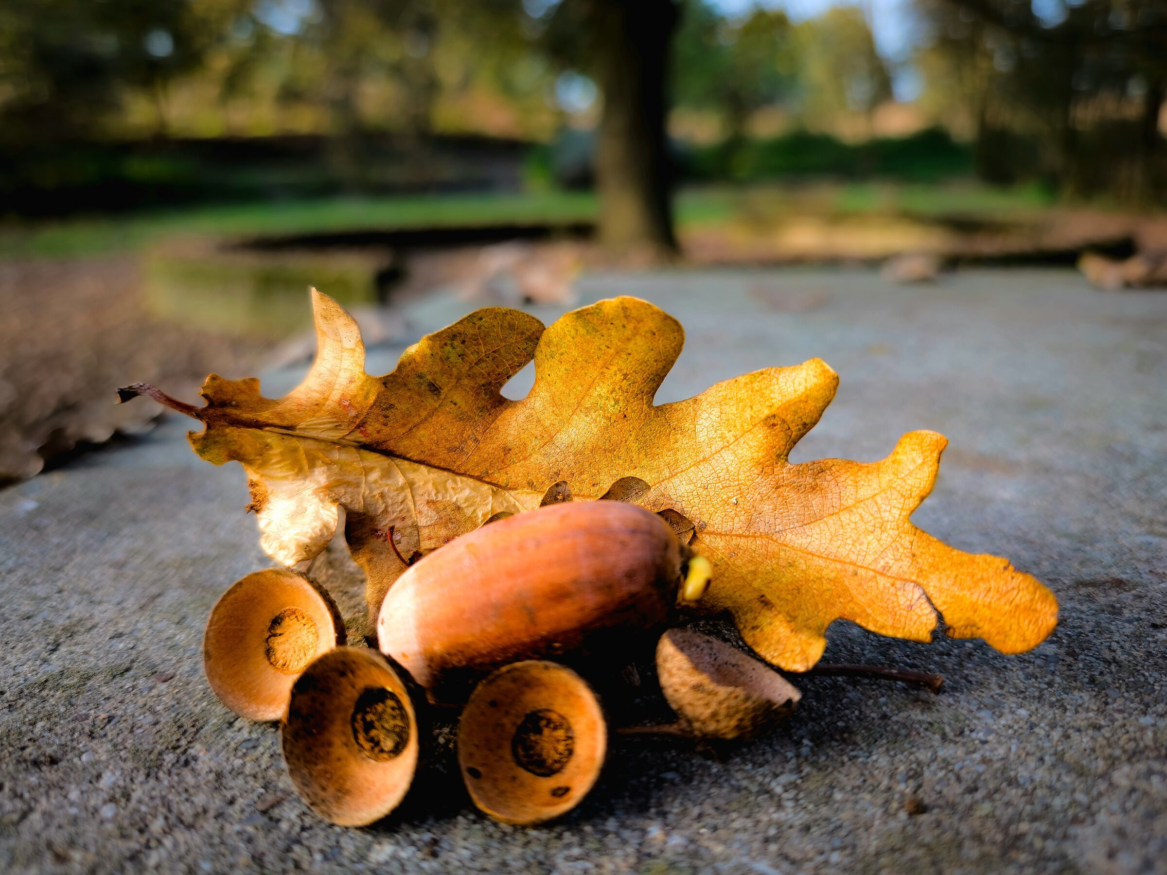 Natura morta col cellulare