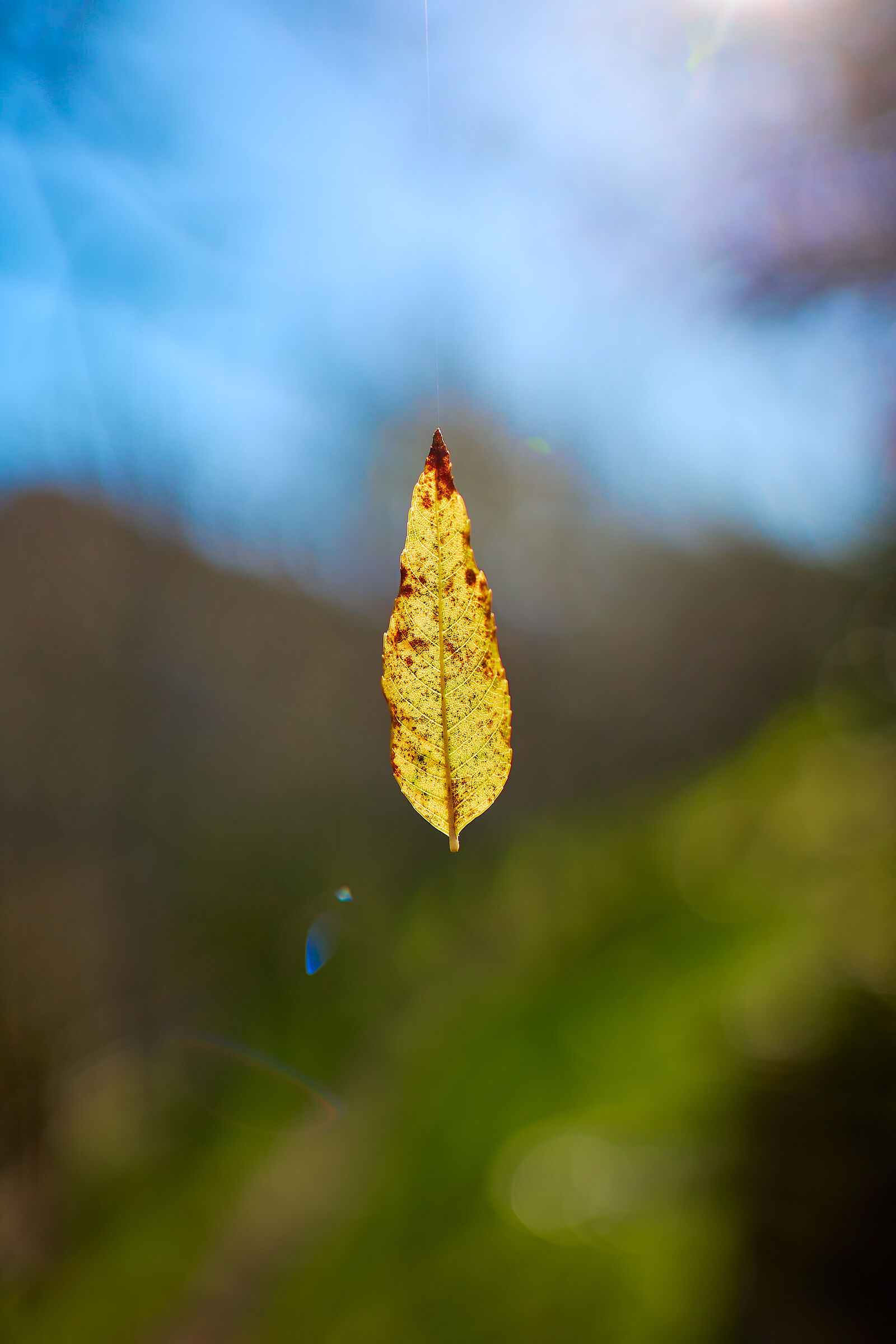Autunno, grande mago.