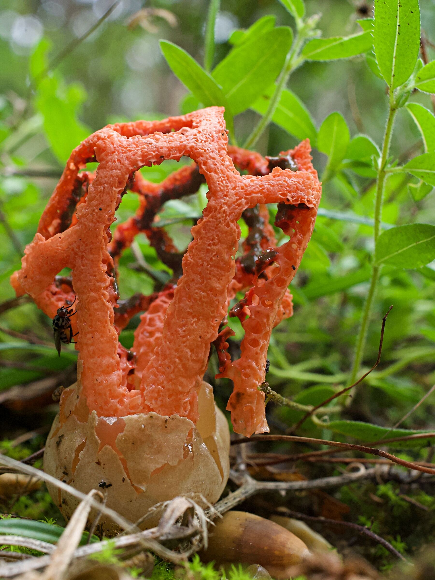 Clathrus ruber (Lantern mushroom)