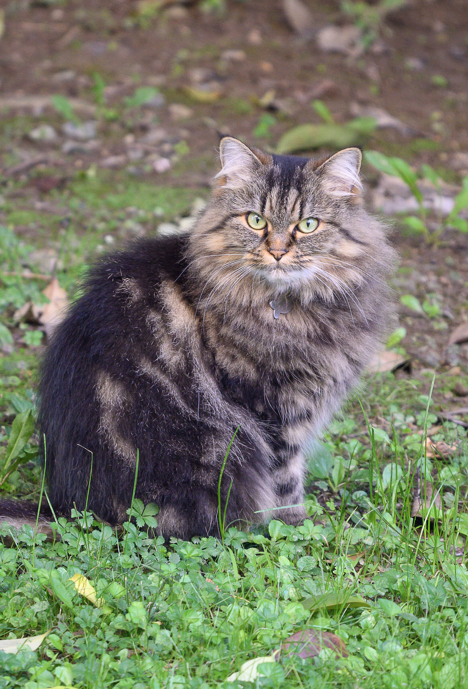 Il gatto del vicino è nel verde
