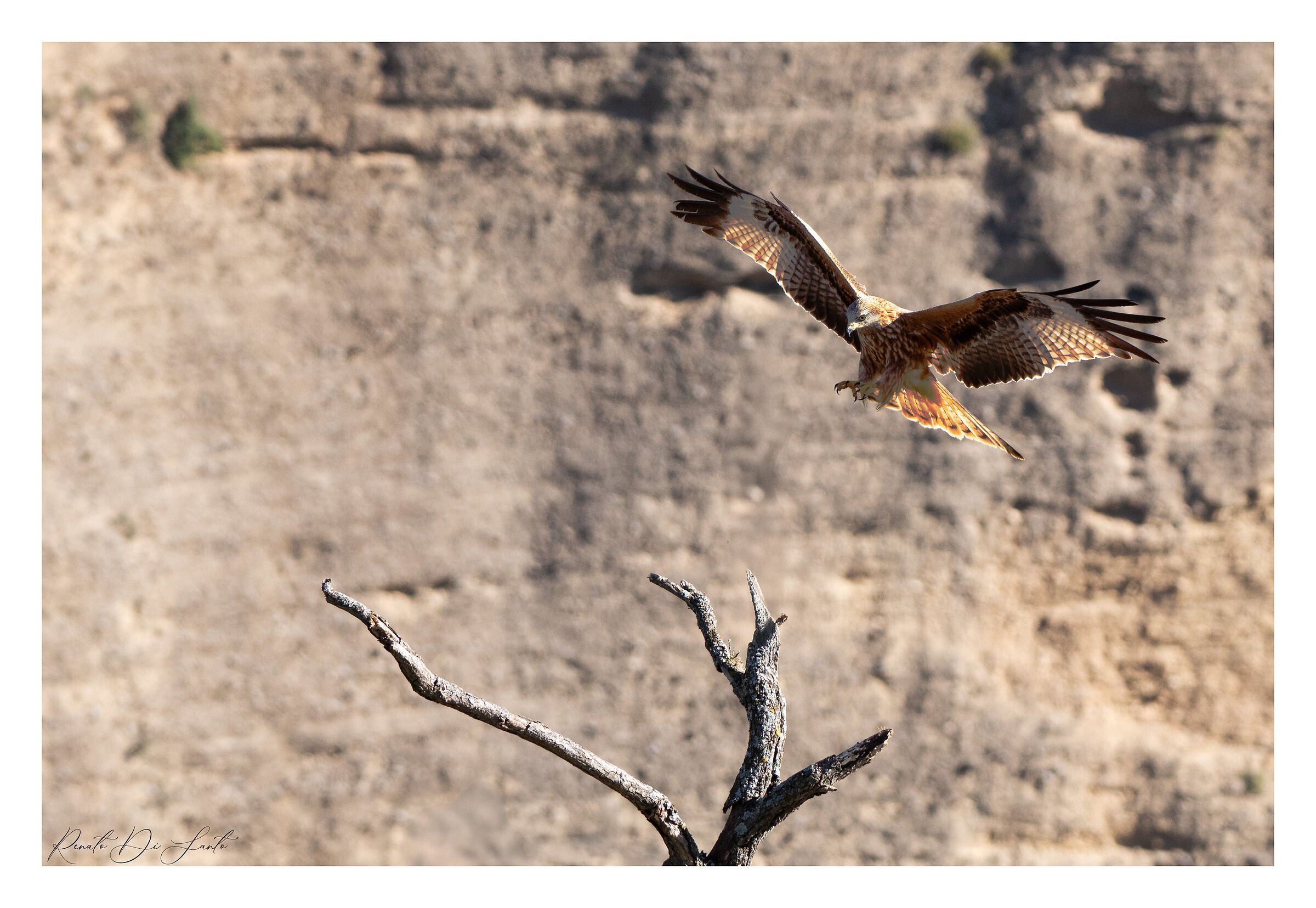 Red kite