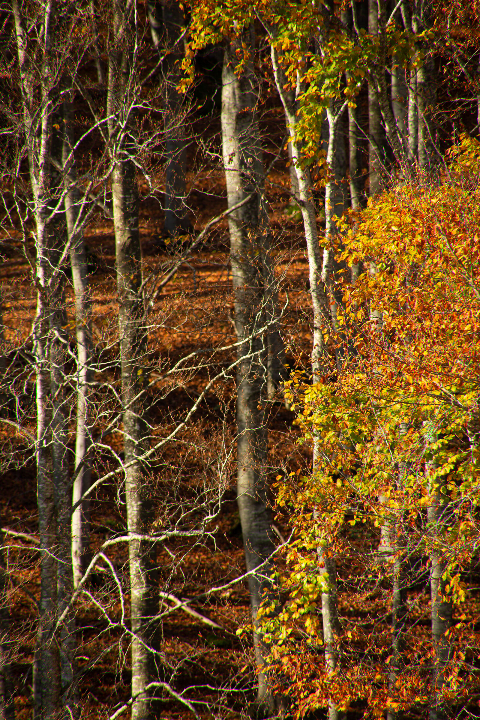 Illuminated beech trees