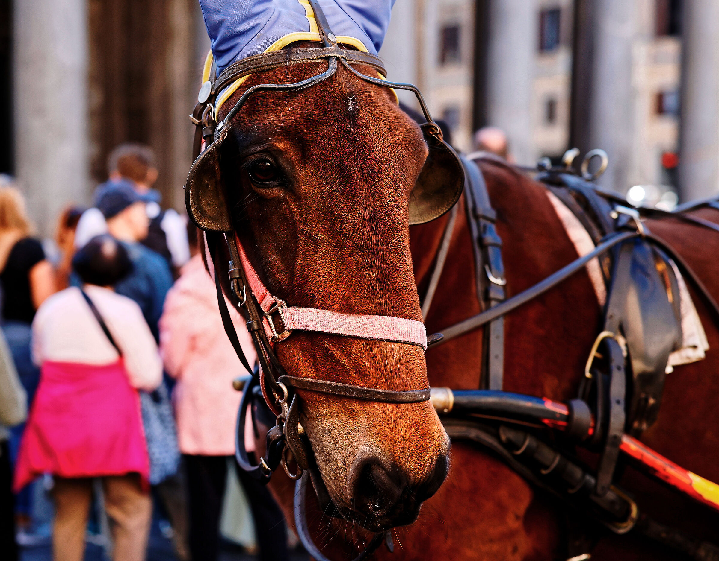 The Horse's Eye