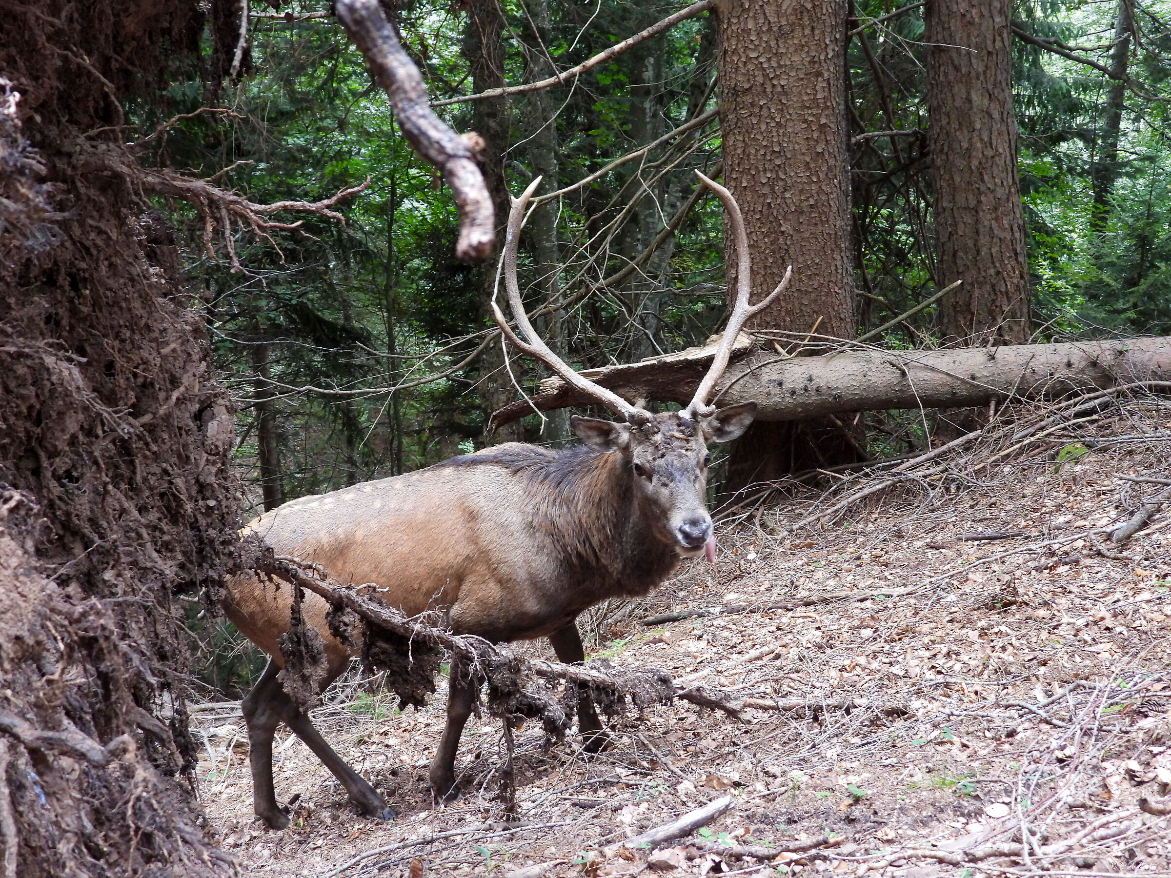 Encounter with the noble deer