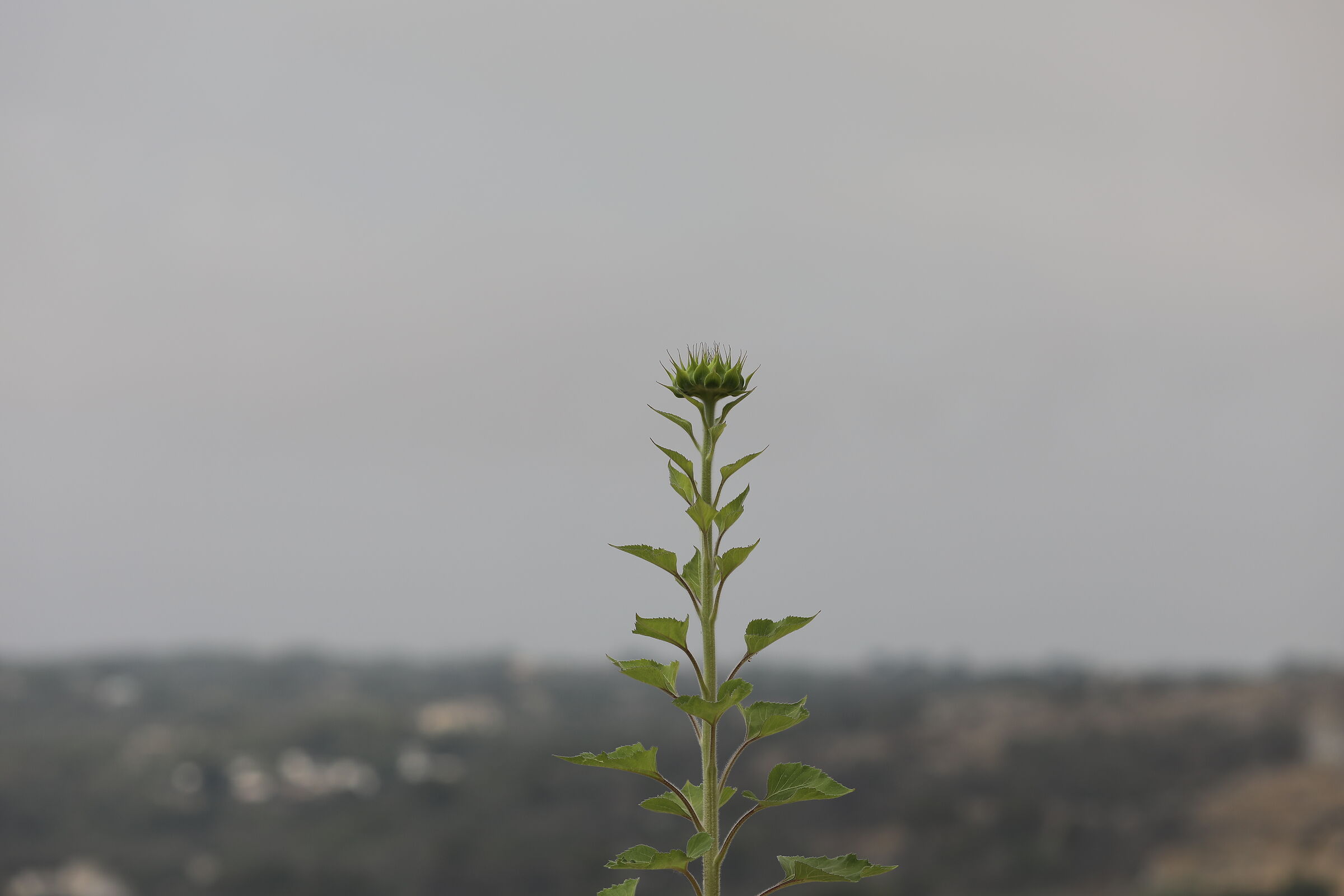 Ei, "Crop 189" Canon 5 D IV, 135 F. 2 L usm+ TC 1....