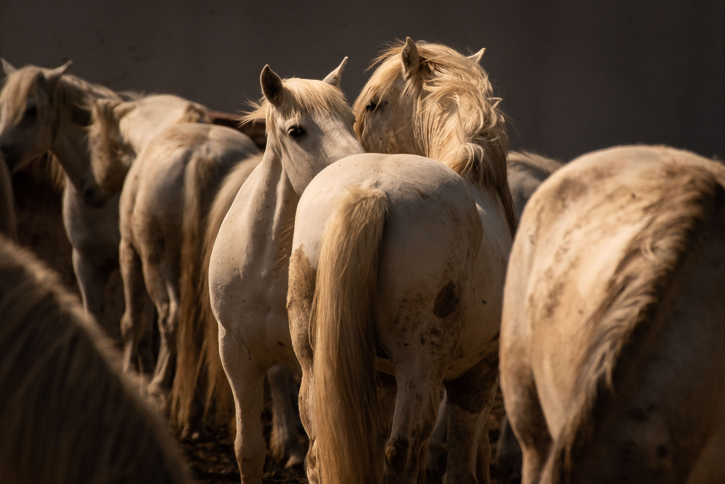 Whispers between horses