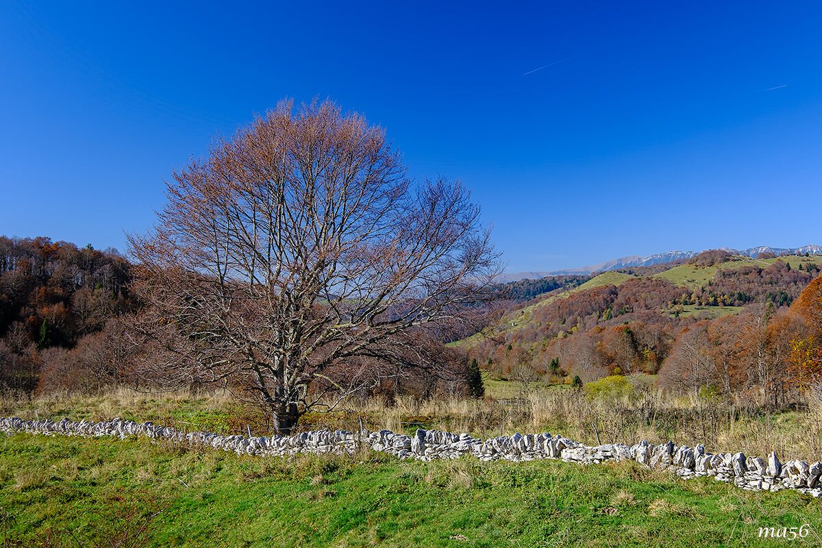 Beech trees in Lessinia