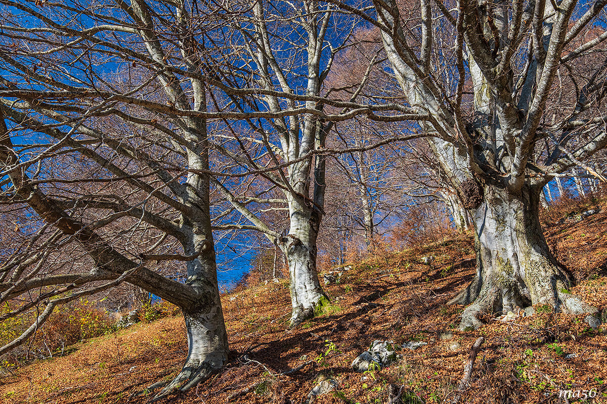 Beech trees in Lessinia