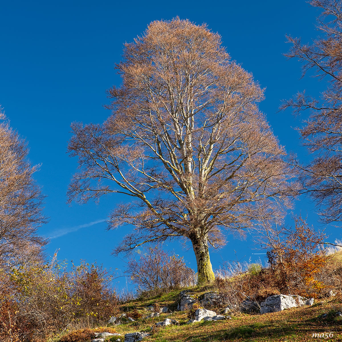 Beech trees in Lessinia