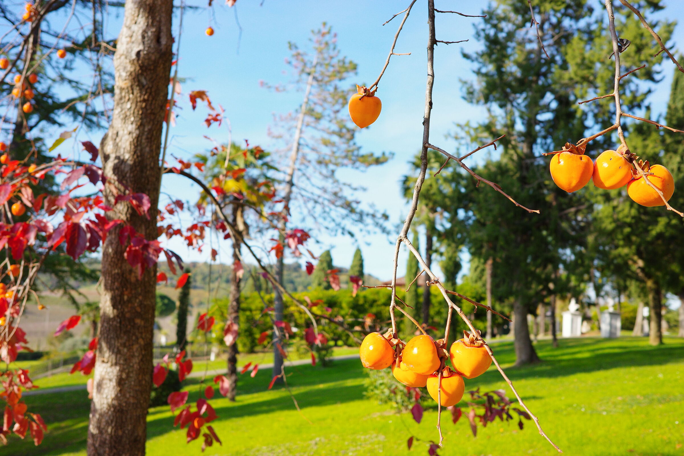 Autunno a Spessa di Capriva
