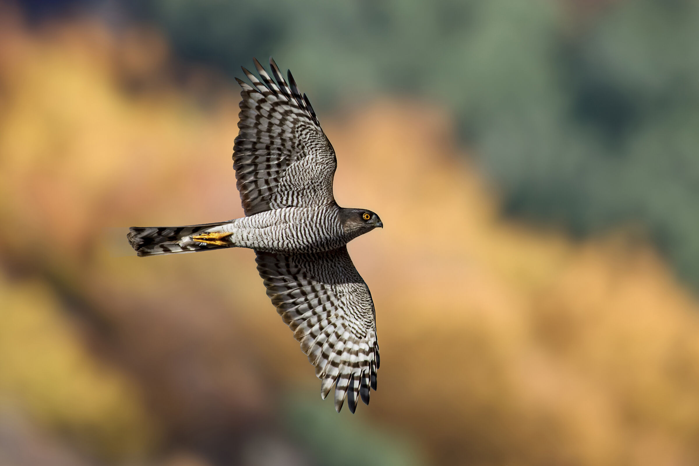 Sparrowhawk