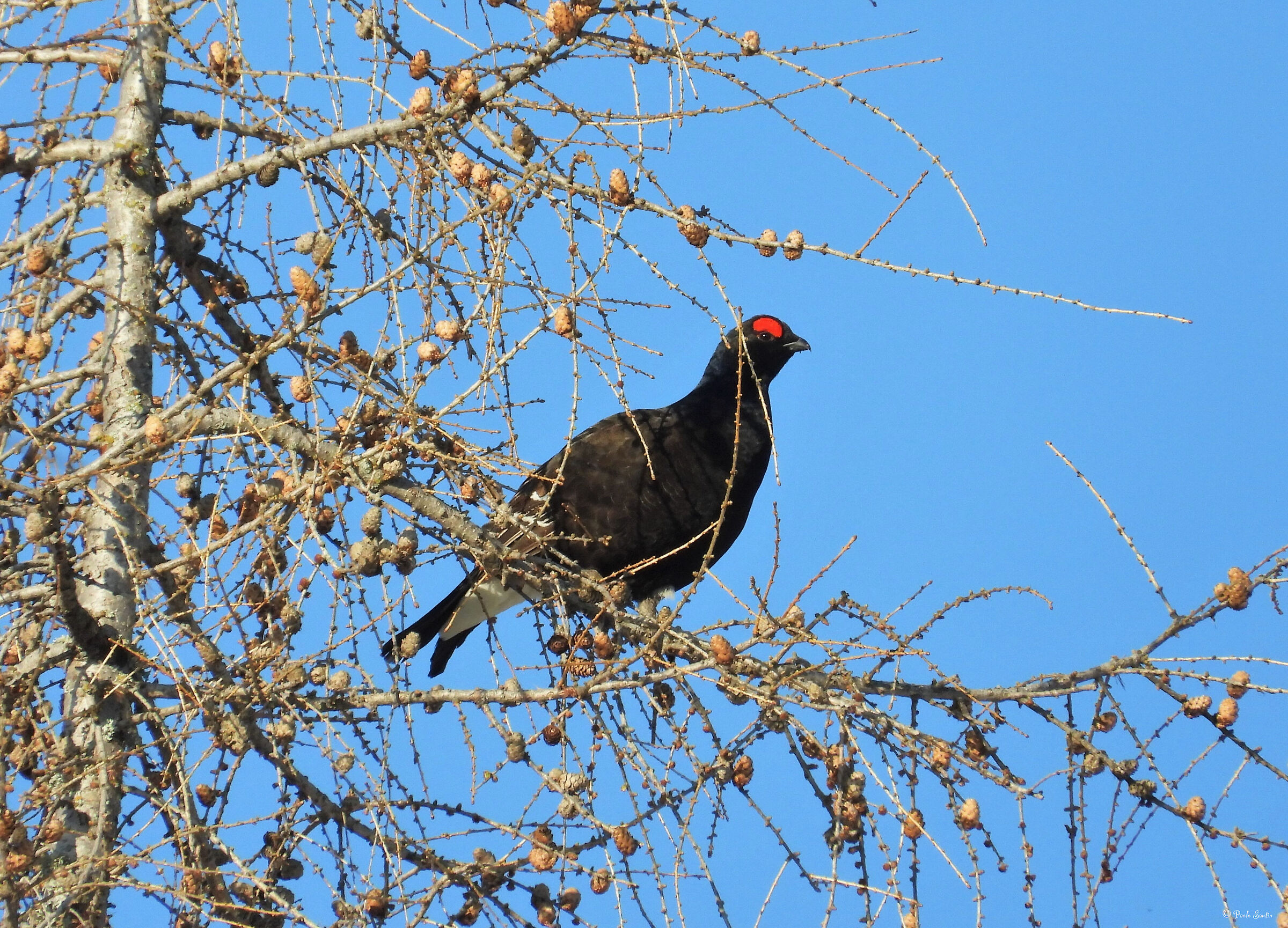 Black grouse