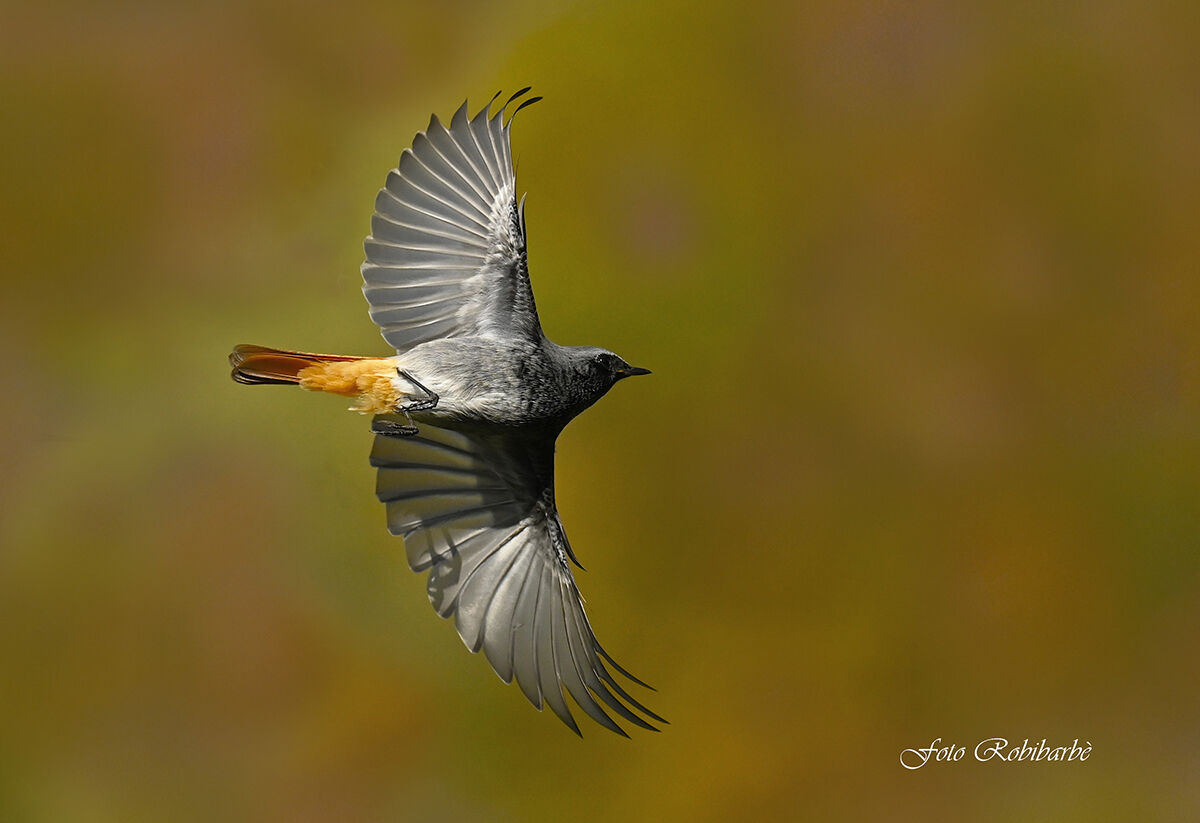 Spazzacamino in volo d'autunno...