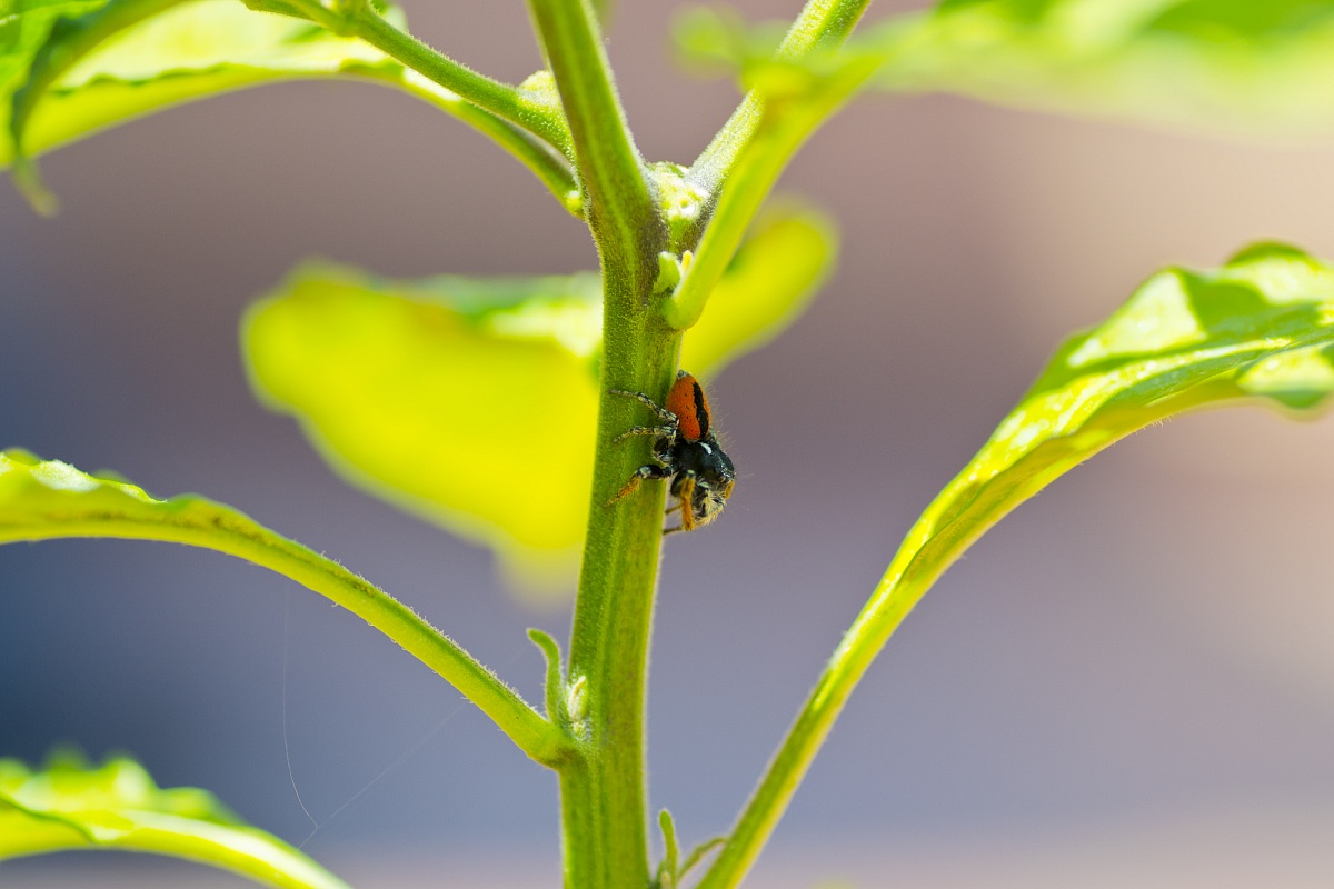 Philaeus chrysops (adult male)