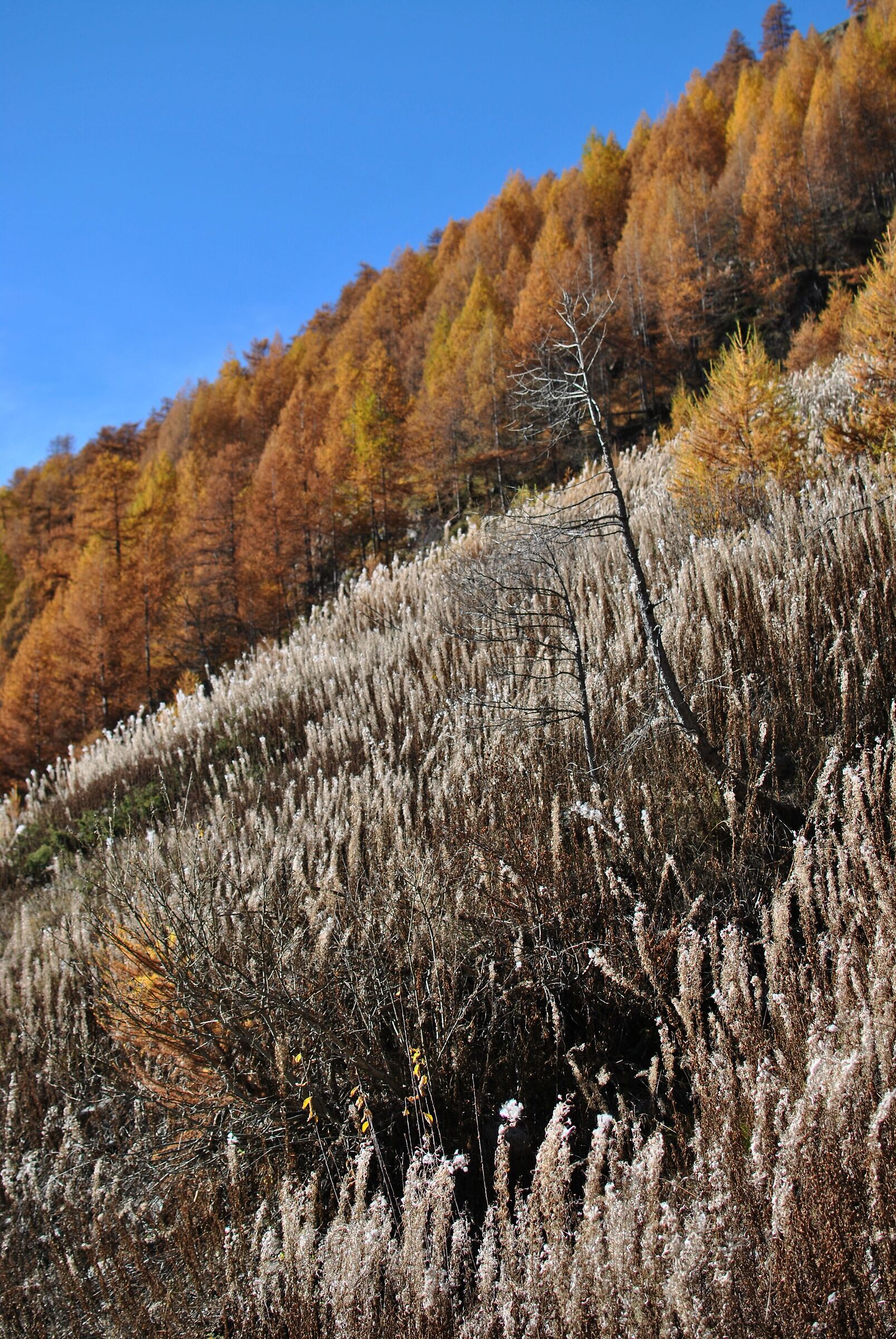 White dusts between sky and autumn