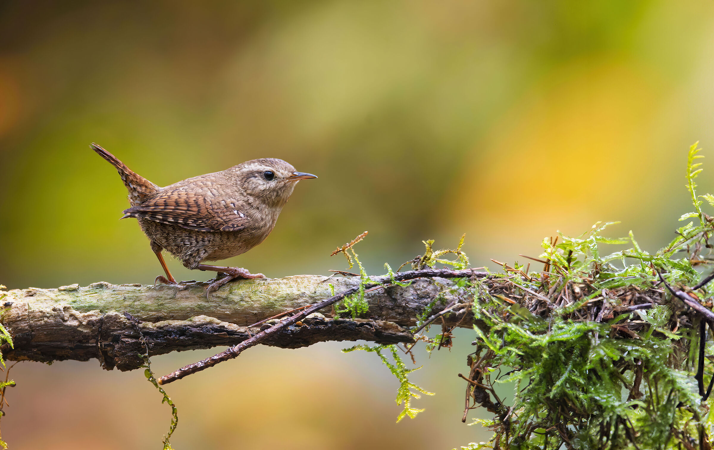 wren