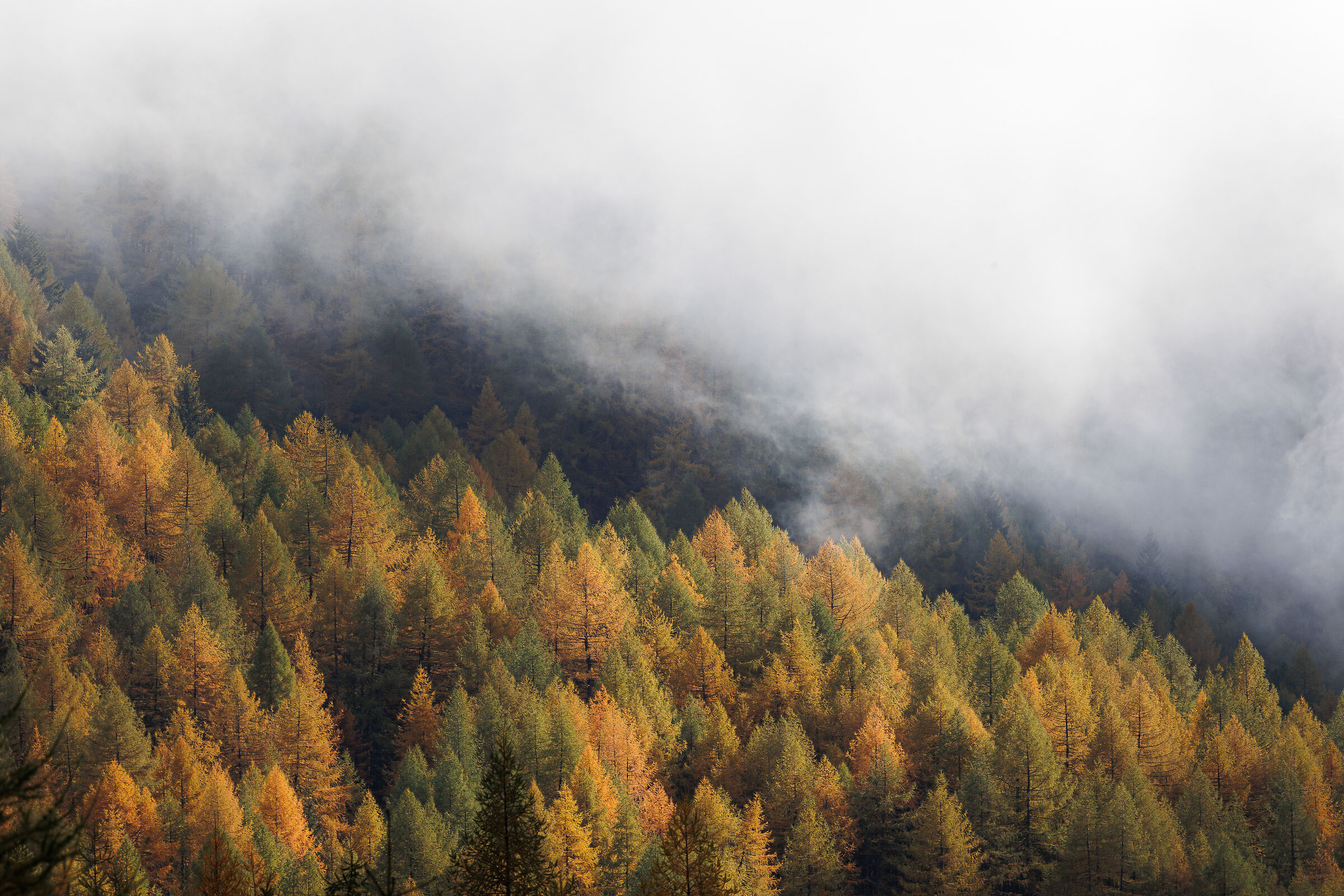 Nebbia in Valcamonica