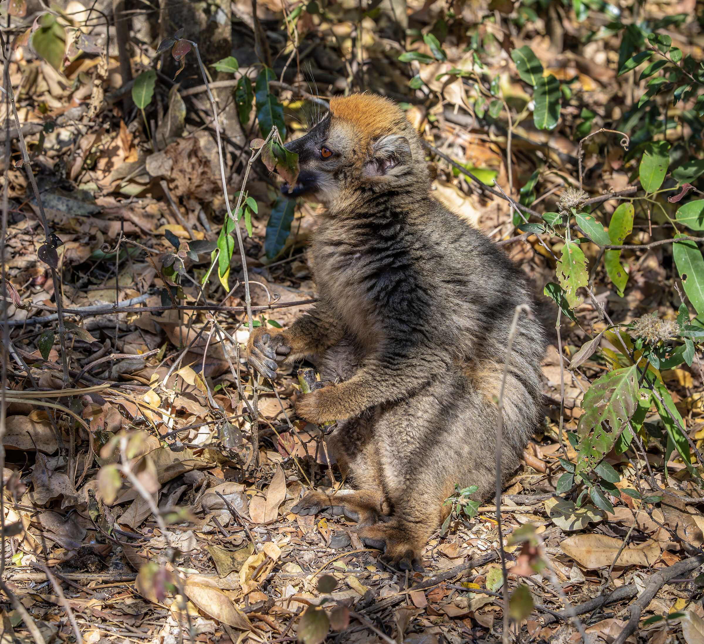 red fronted lemur Isalo forest