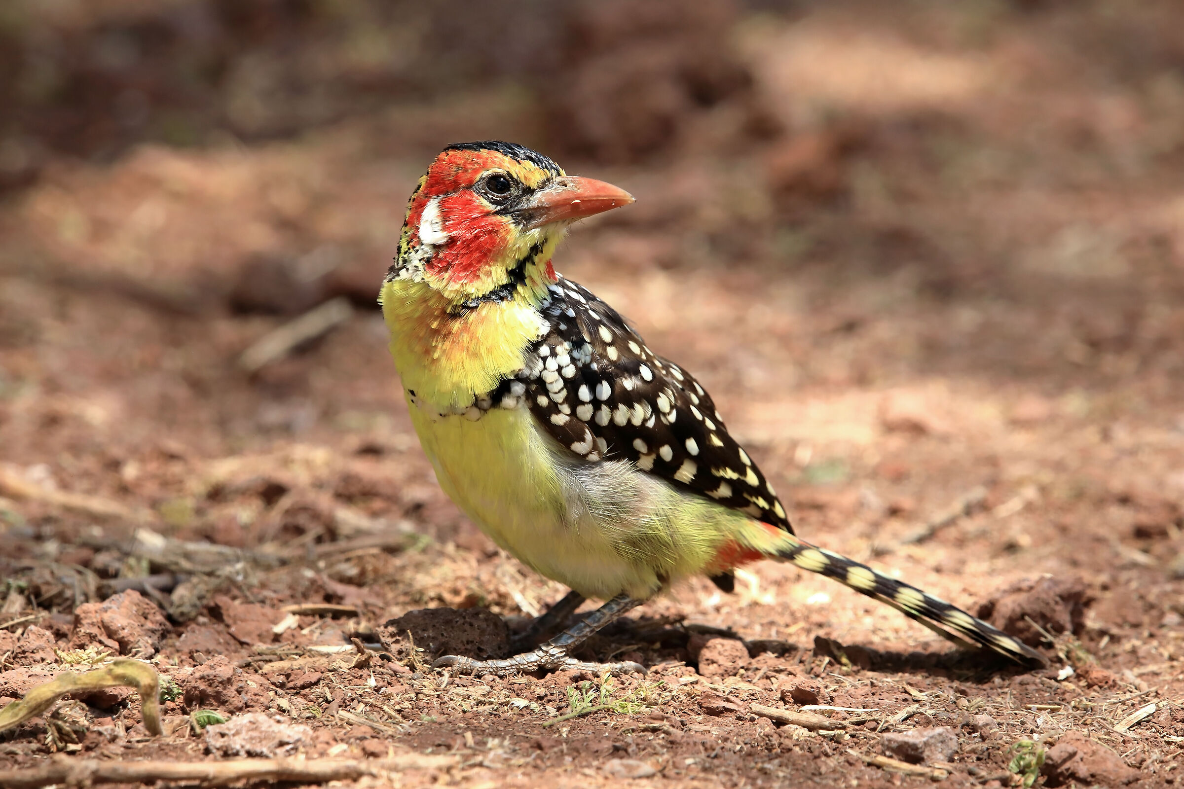 Barbetto giallorosso (Trachyphonus erythrocephalus)