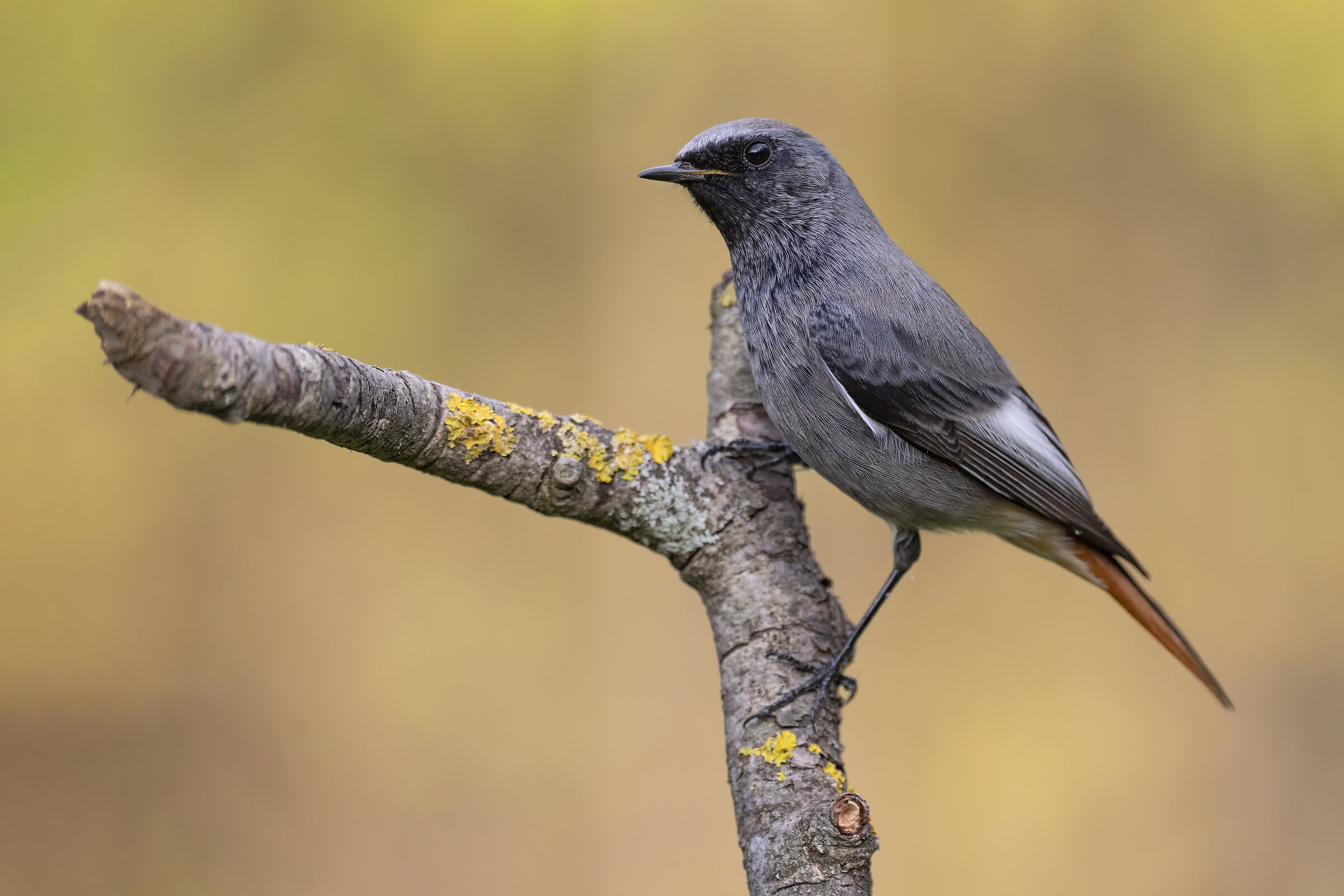 Black redstart