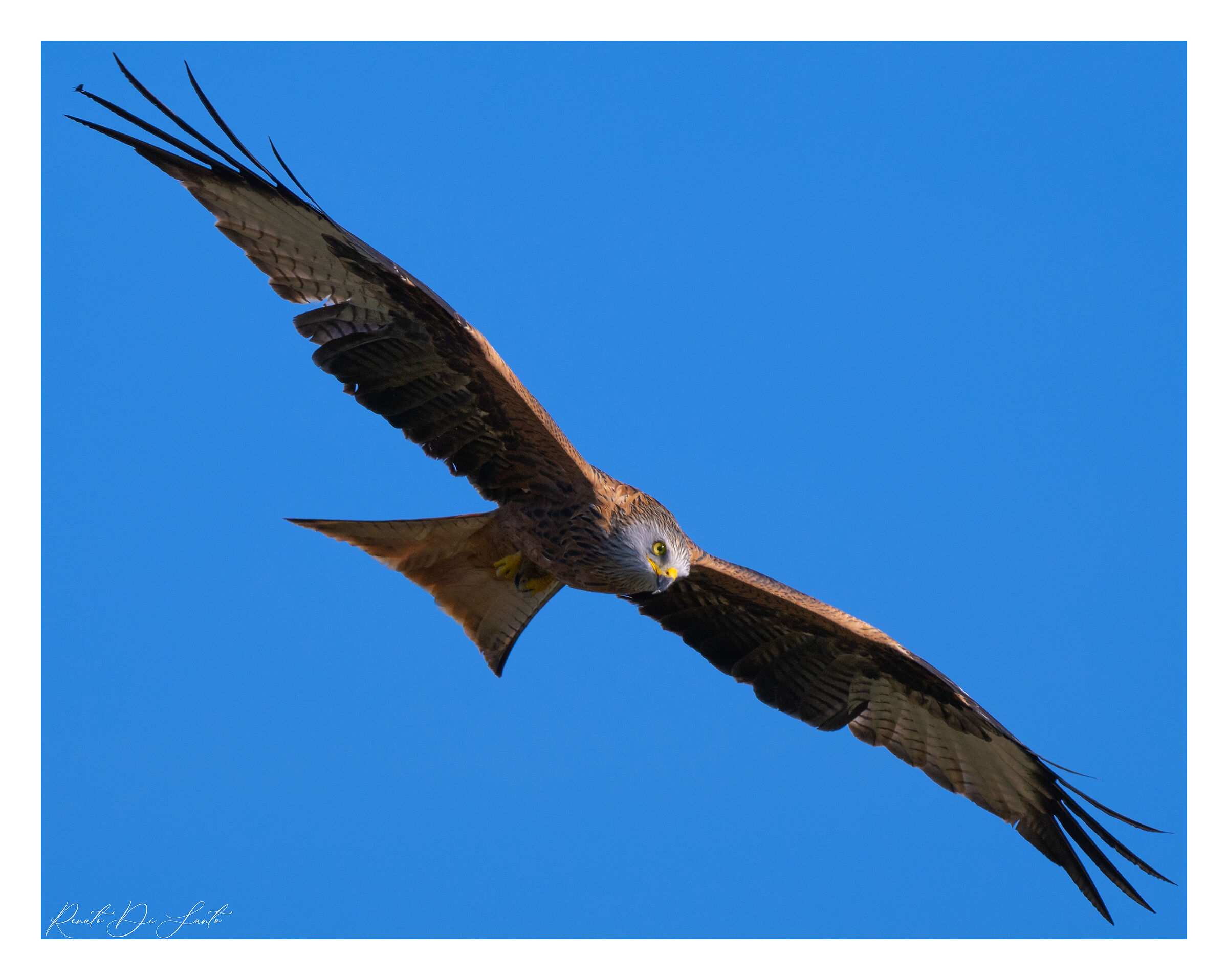 Red kite