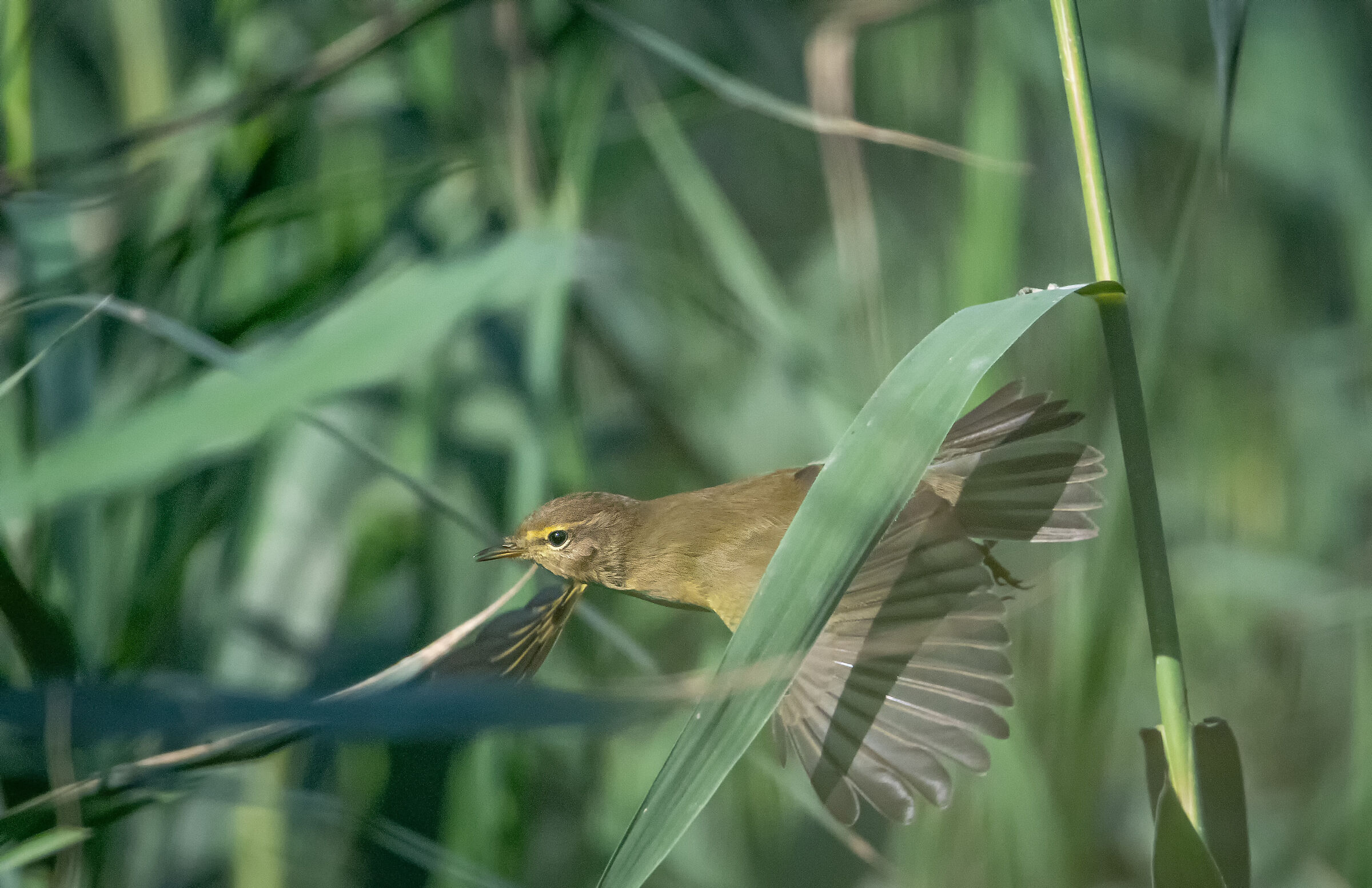 Chiffchaff