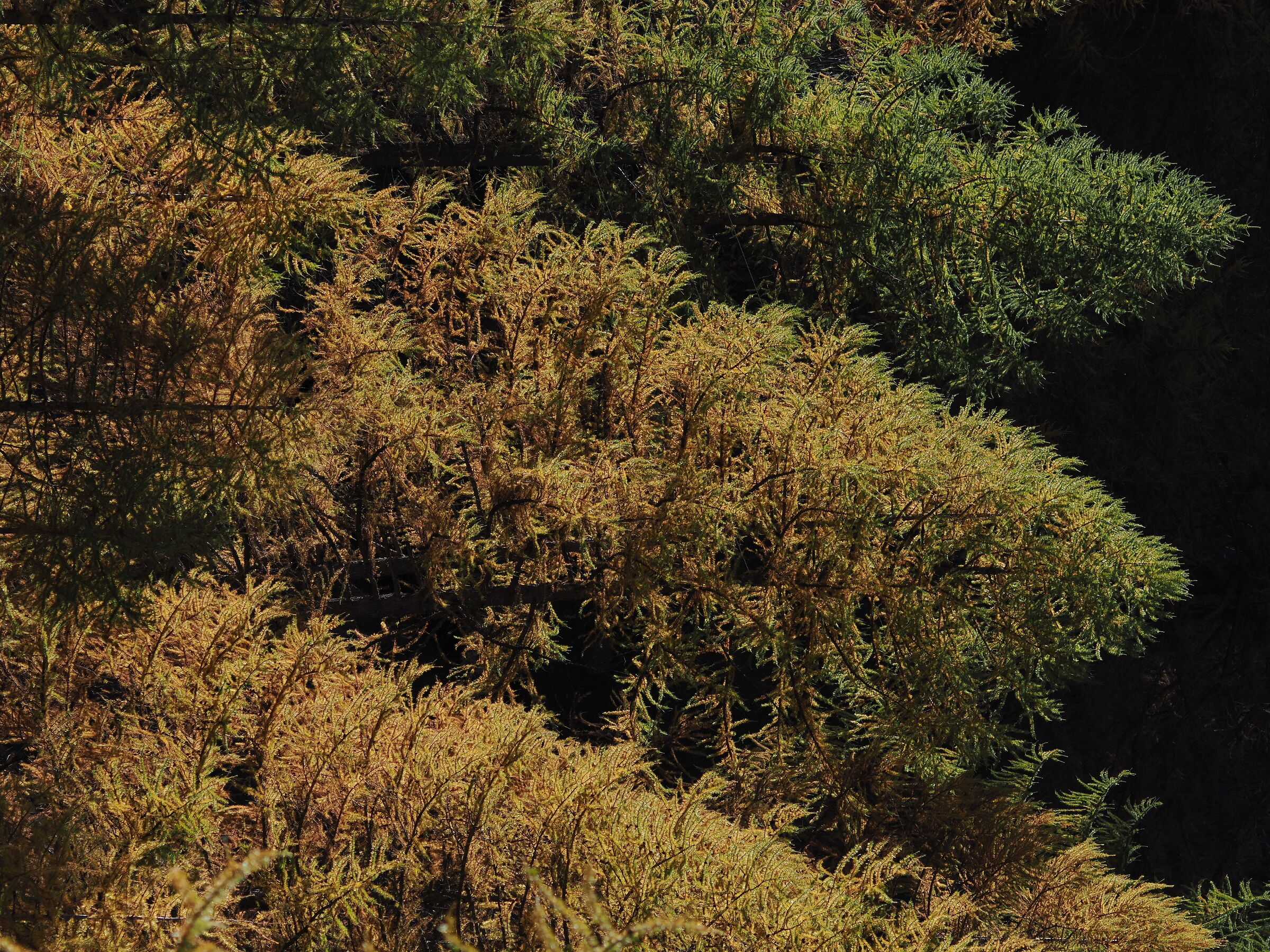 Autumn lights in Formazza_1