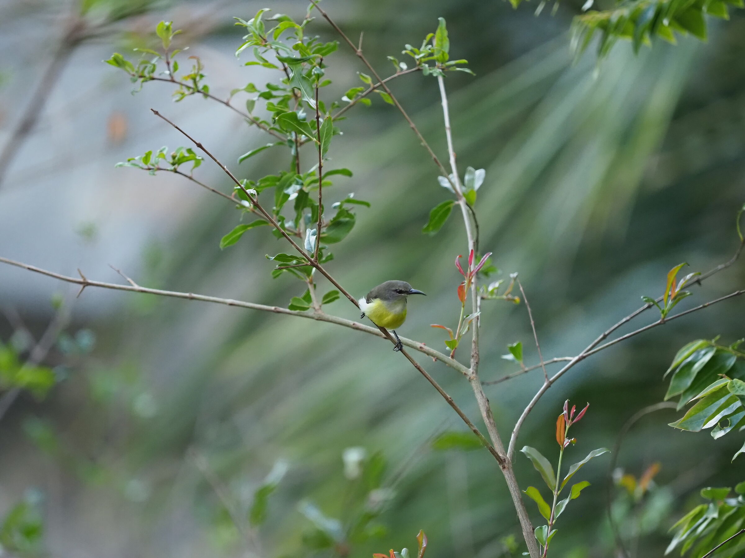 Prove di avifauna_1