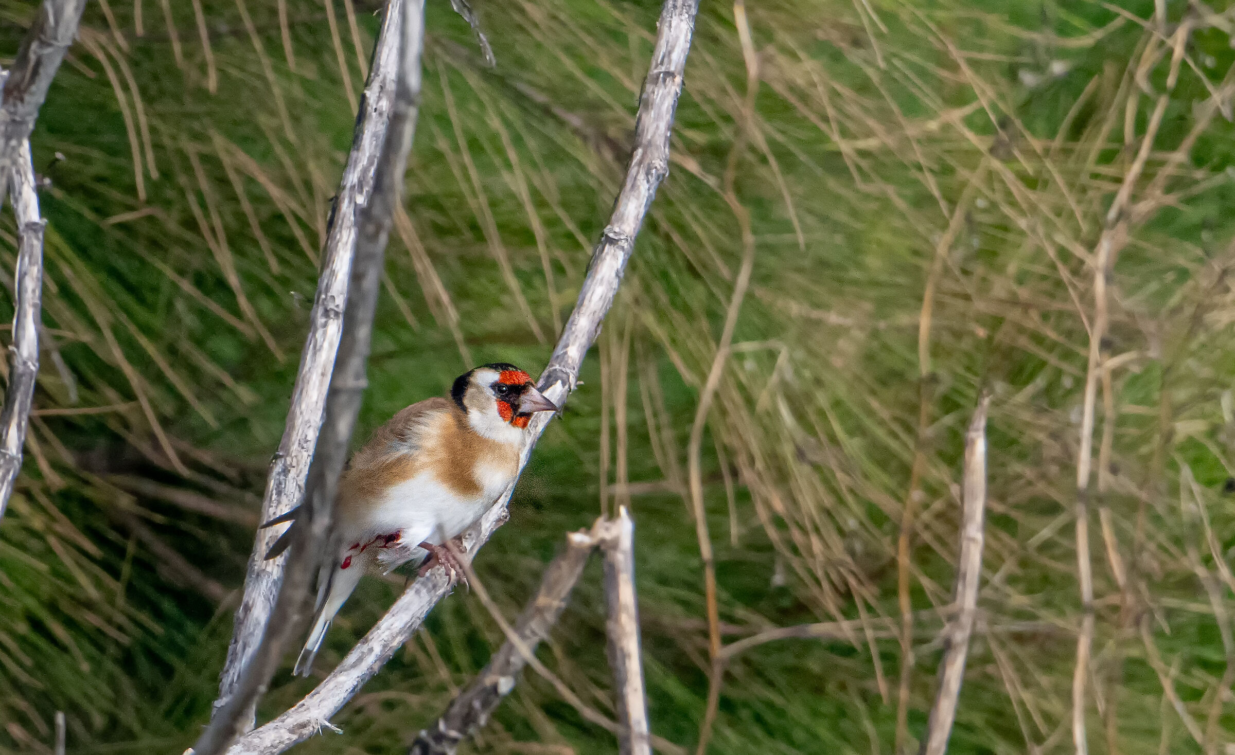 Goldfinch