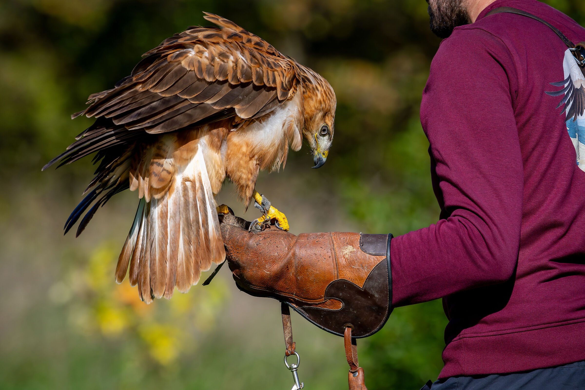 The falconer and his champion
