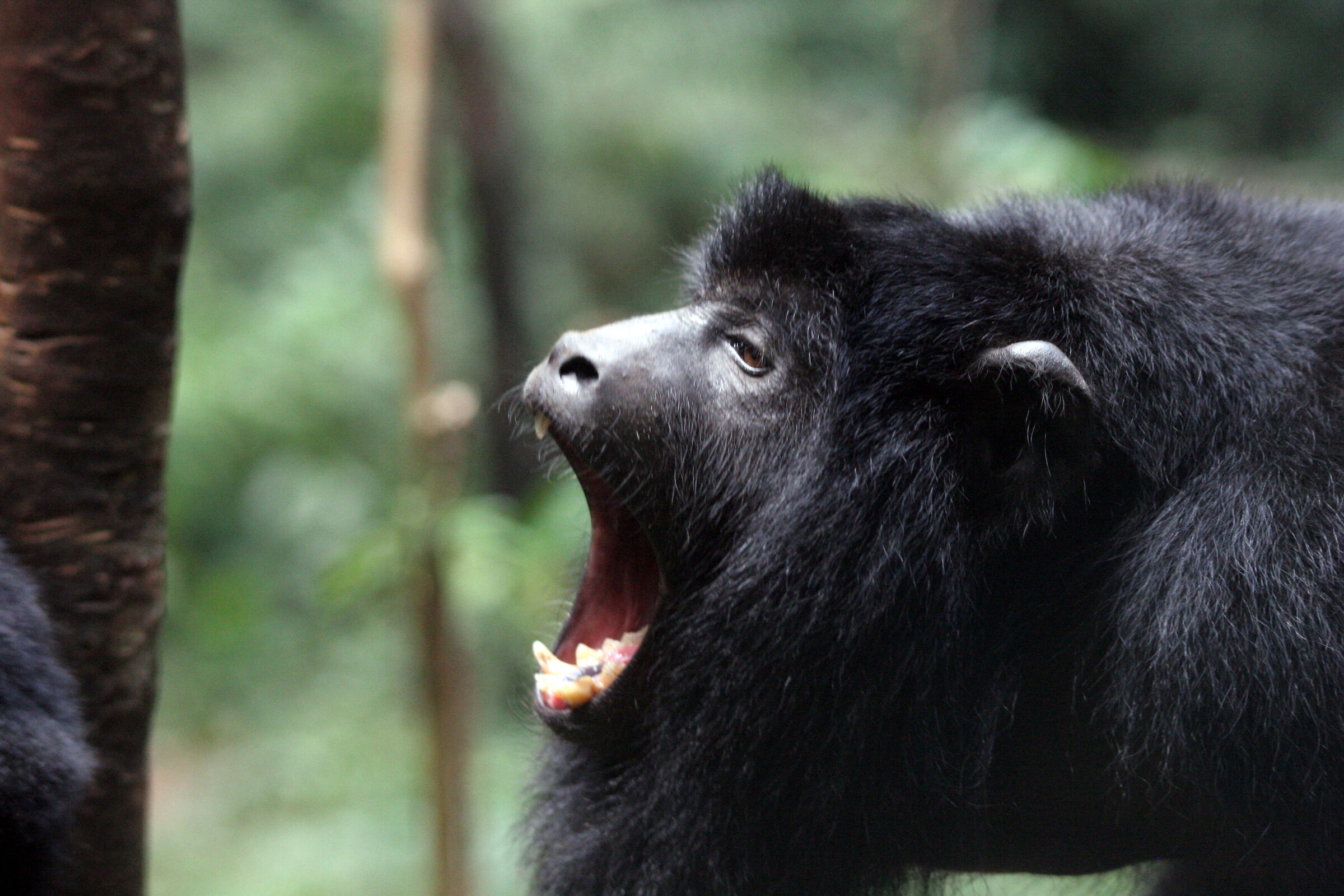Howler Monkey