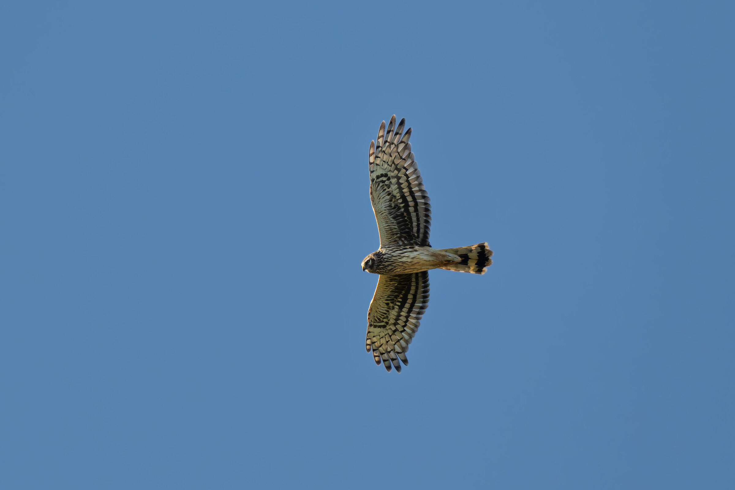 Female Hen Harrier