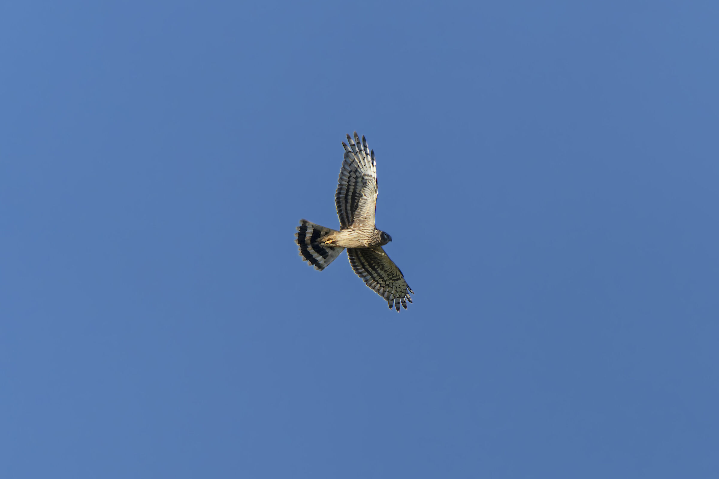 First Royal Harriers