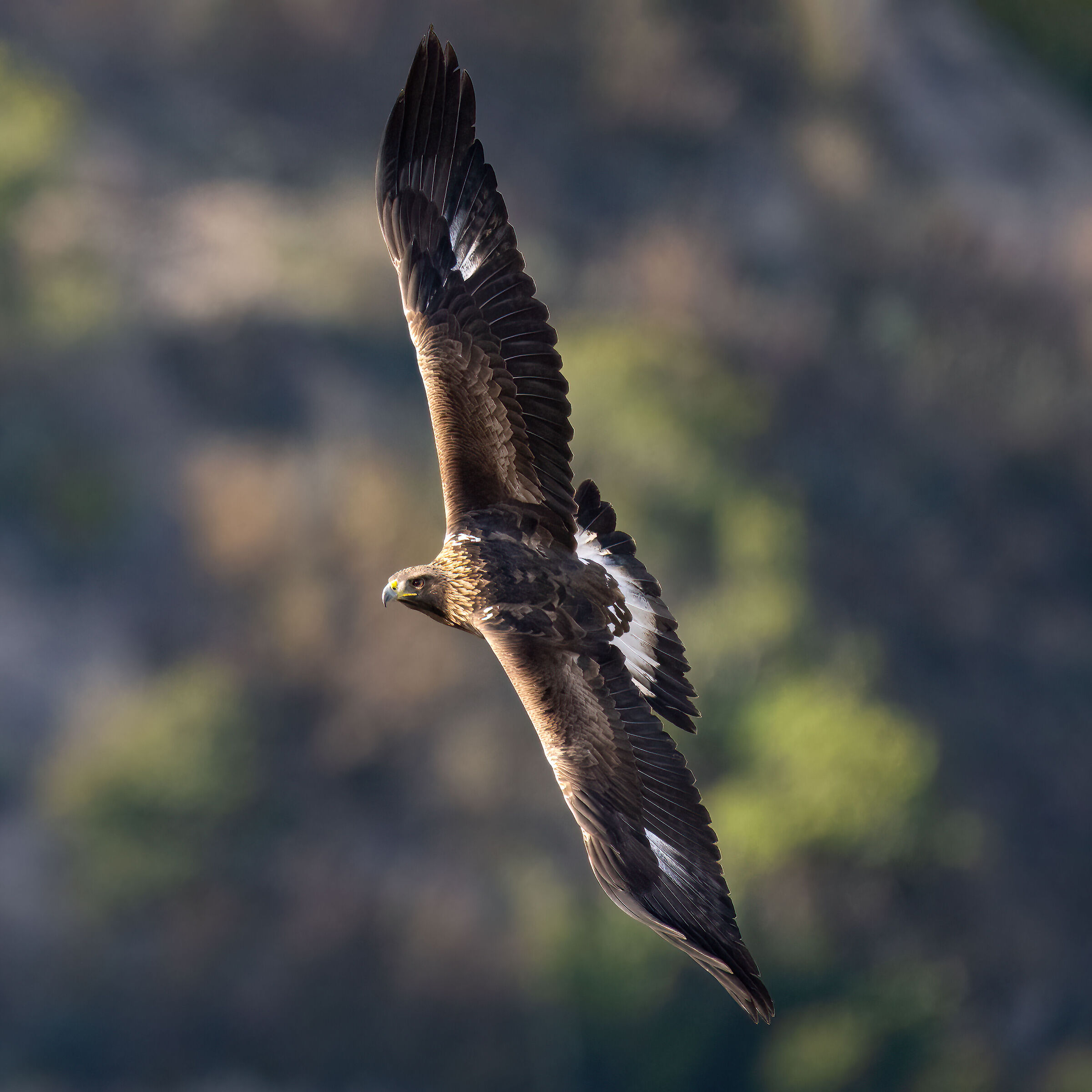 Golden Eagle - Barronies Provencal