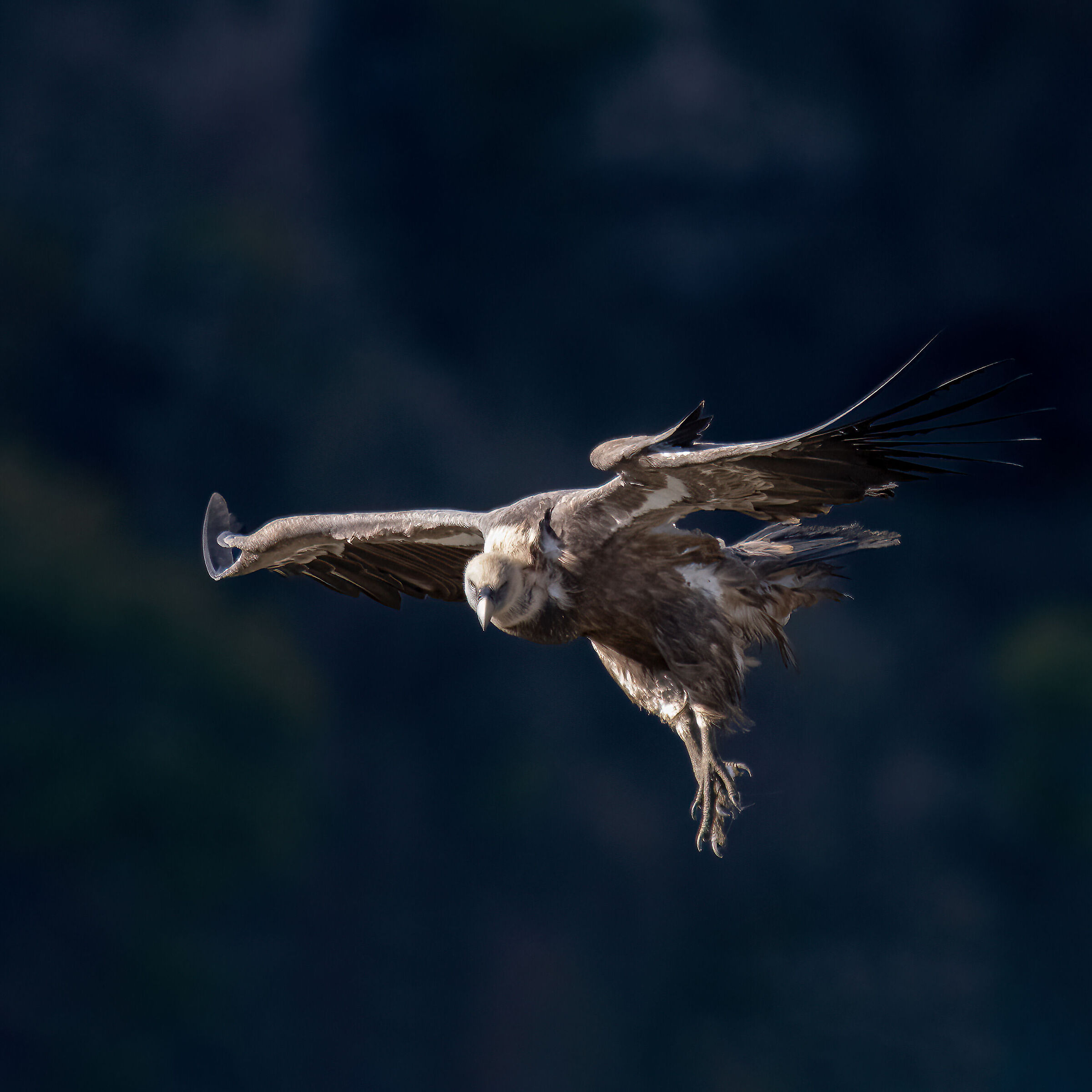 Griffin - Barronies Provencal