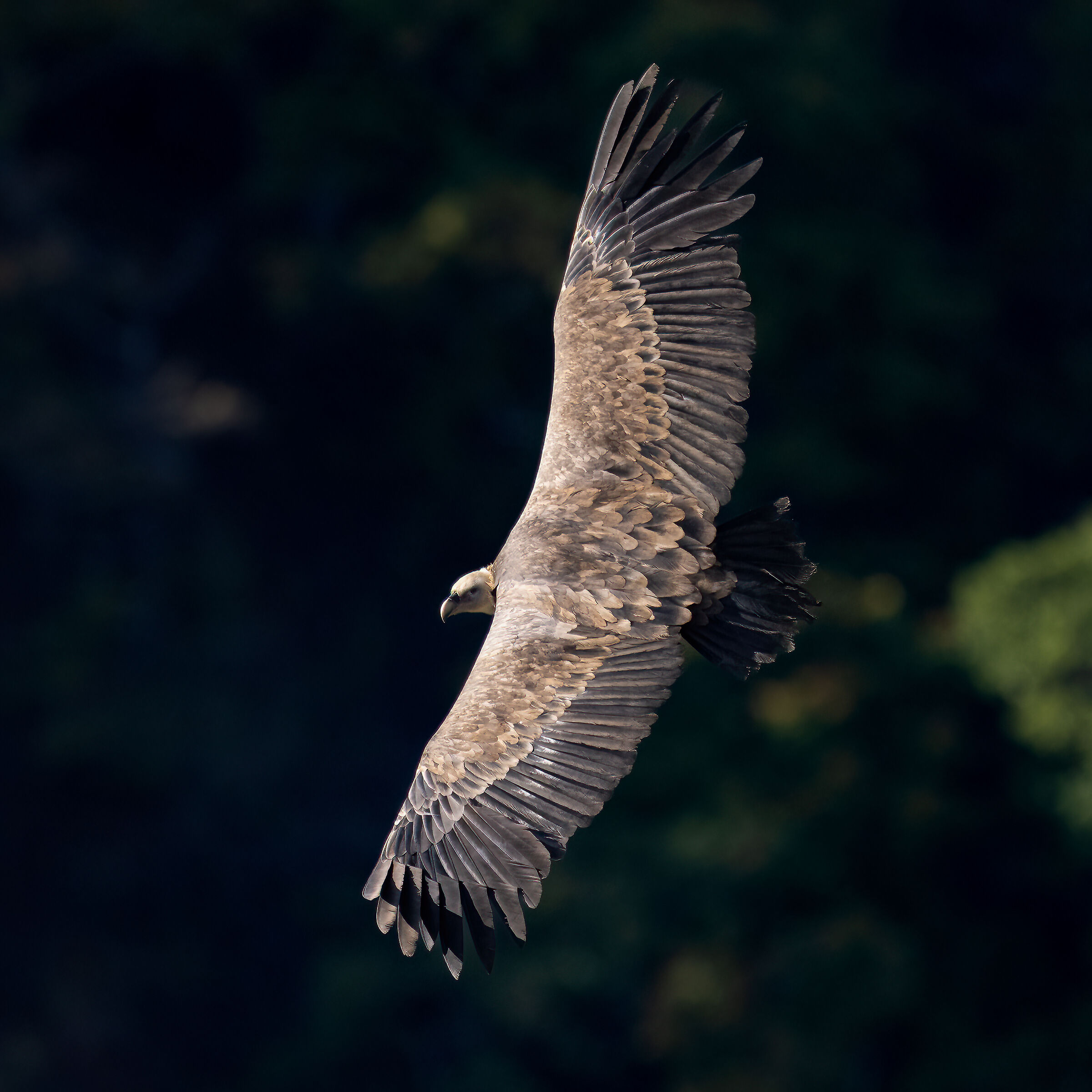 Griffin - Barronies Provencal