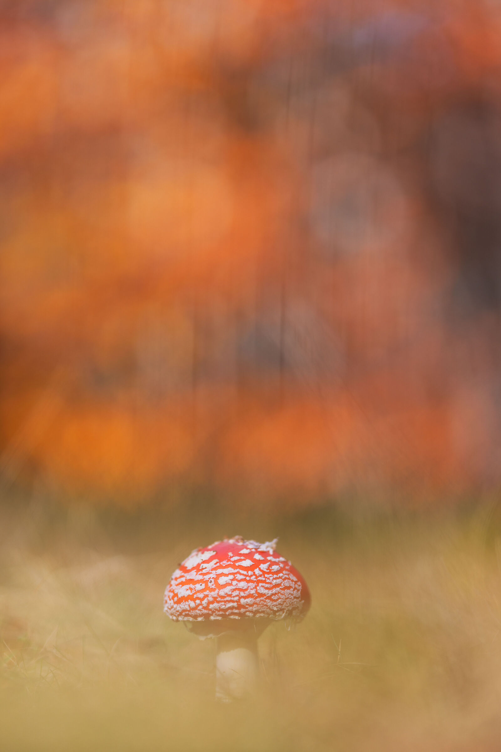 Amanita muscaria