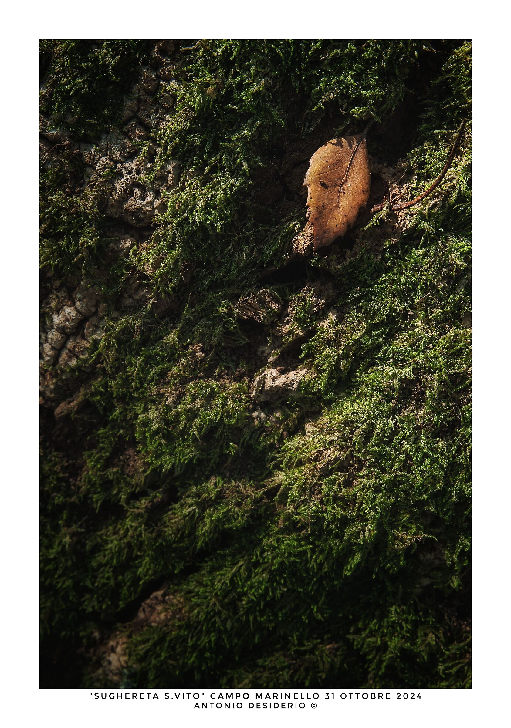 Il bosco